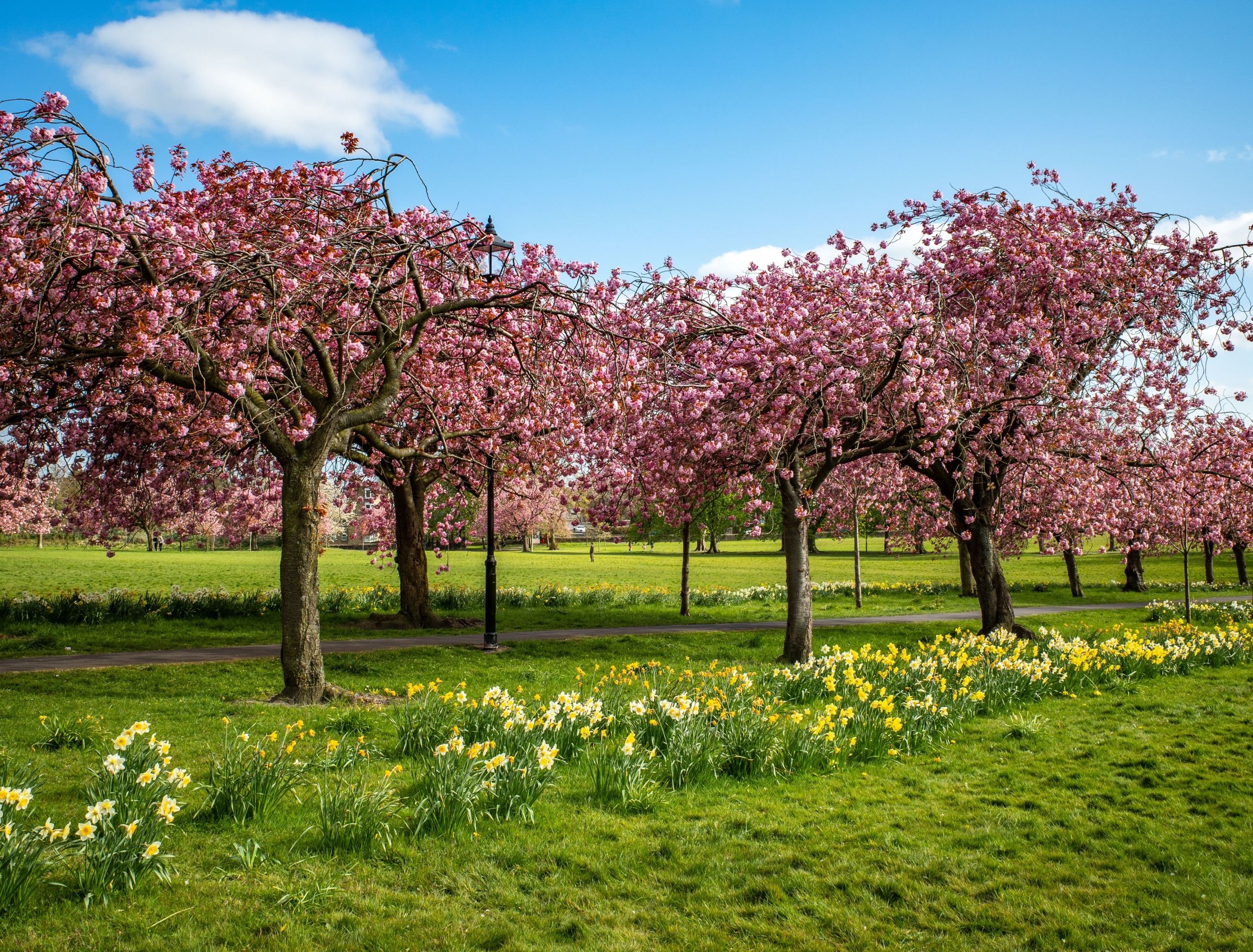 cherry blossom trees and daffodils