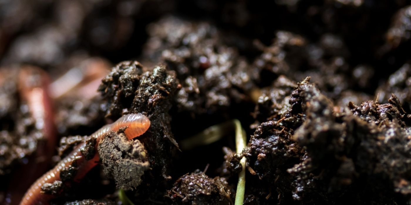 Why Brown Worms May be Harmful to Your Soil