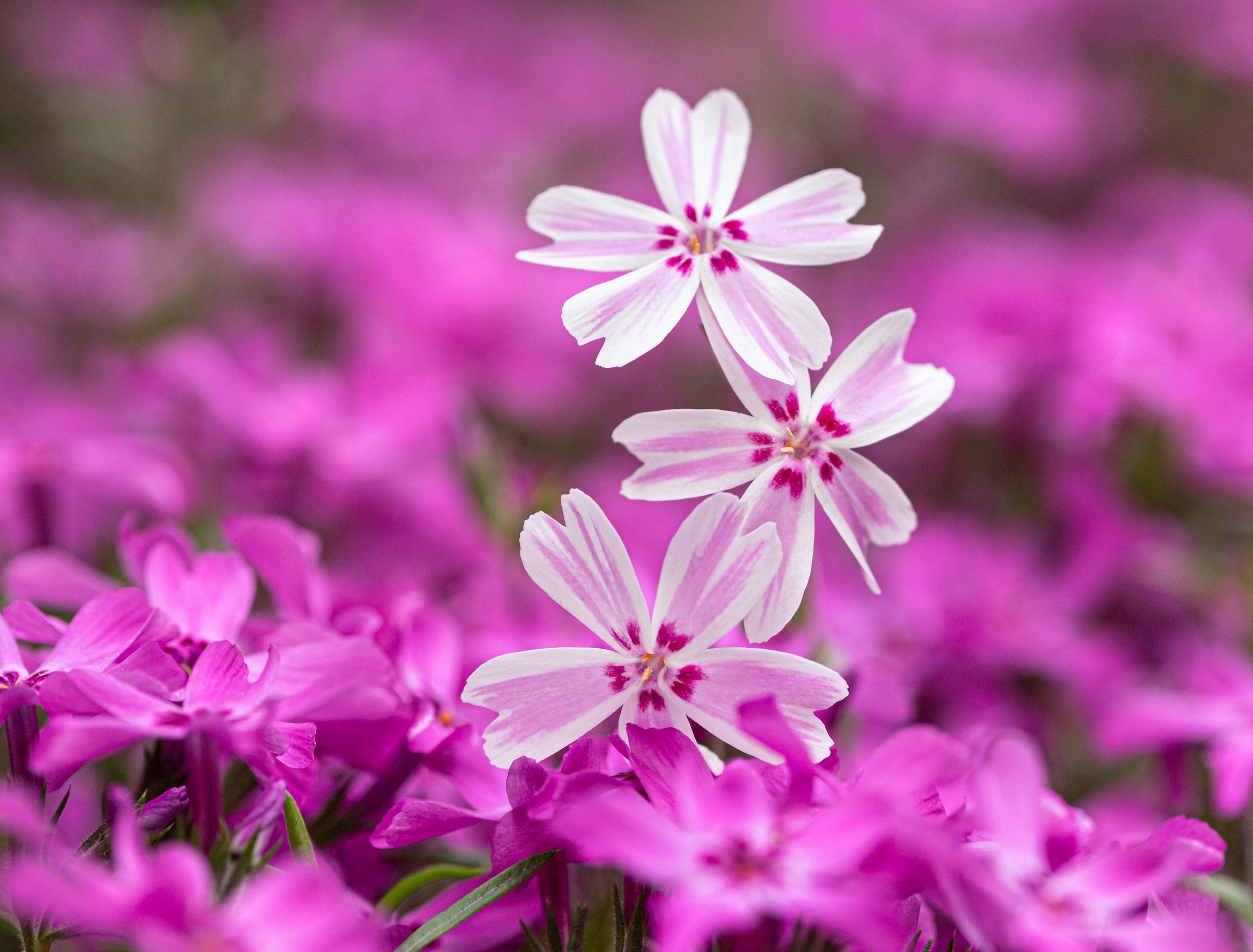 Close up of pink creeping phlox in the garden