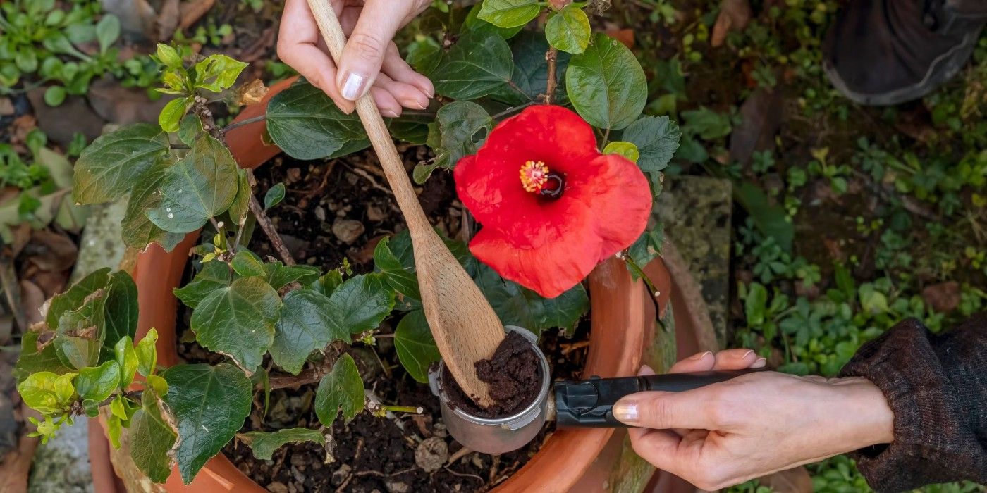 8 Ways to Use Coffee Grounds for Plants