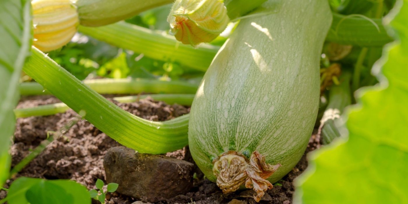 6 Types Of Summer And Winter Squash To Plant In April