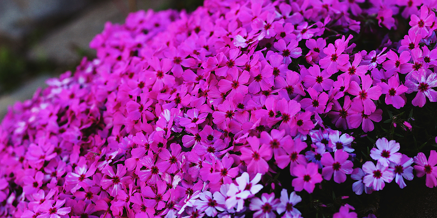 Creeping Phlox and Its Connection to the April Pink Moon