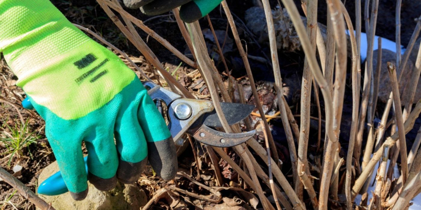Vibrant Vistas Cultivating Stunning Hydrangeas