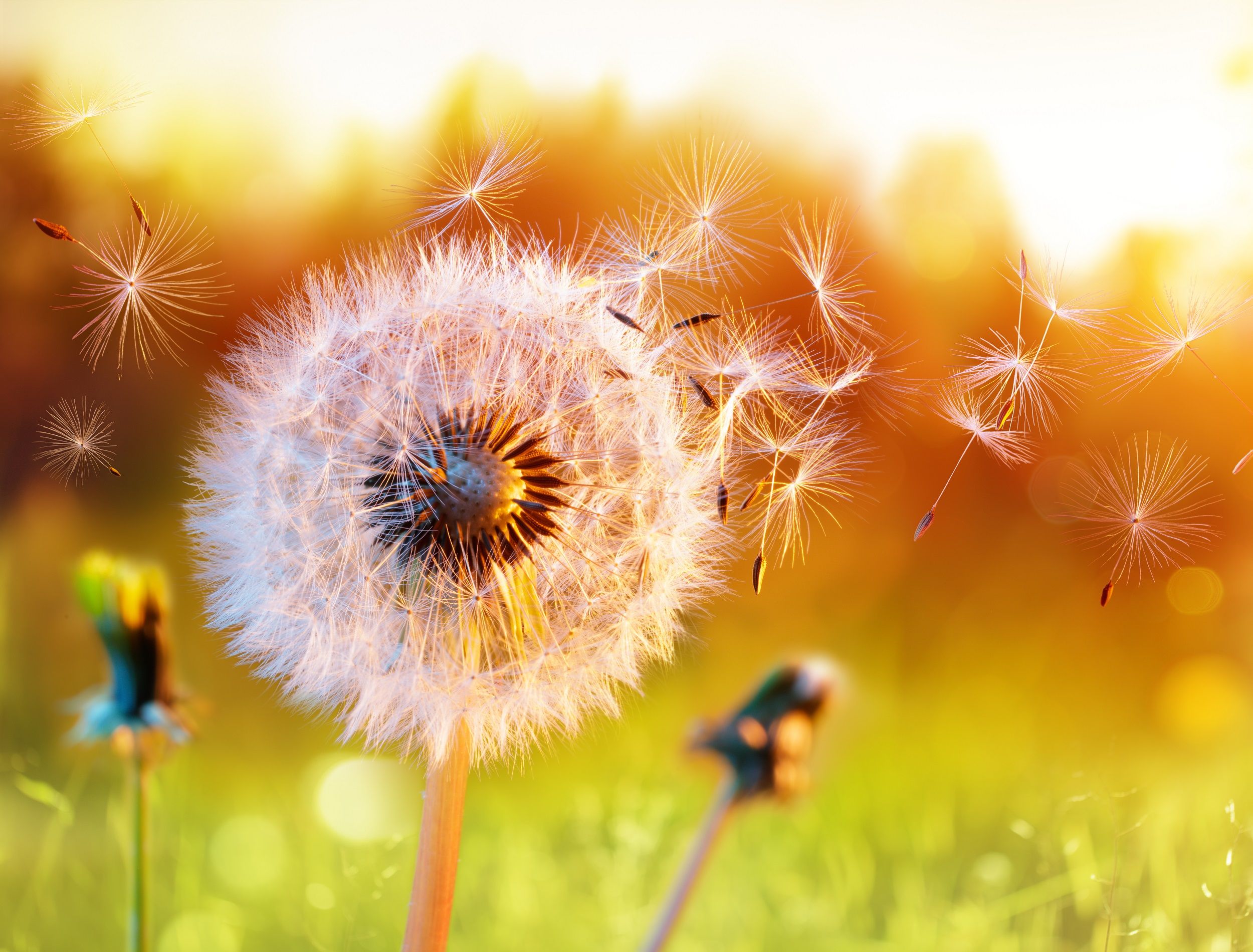 6 Creative Ways to Utilize Dandelions from Your Yard