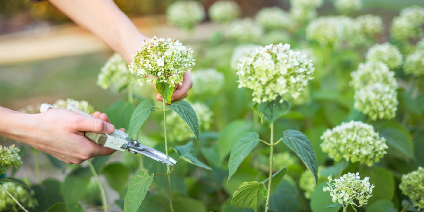 Hydrangea Pruning Tips For Bigger and Brighter Blooms