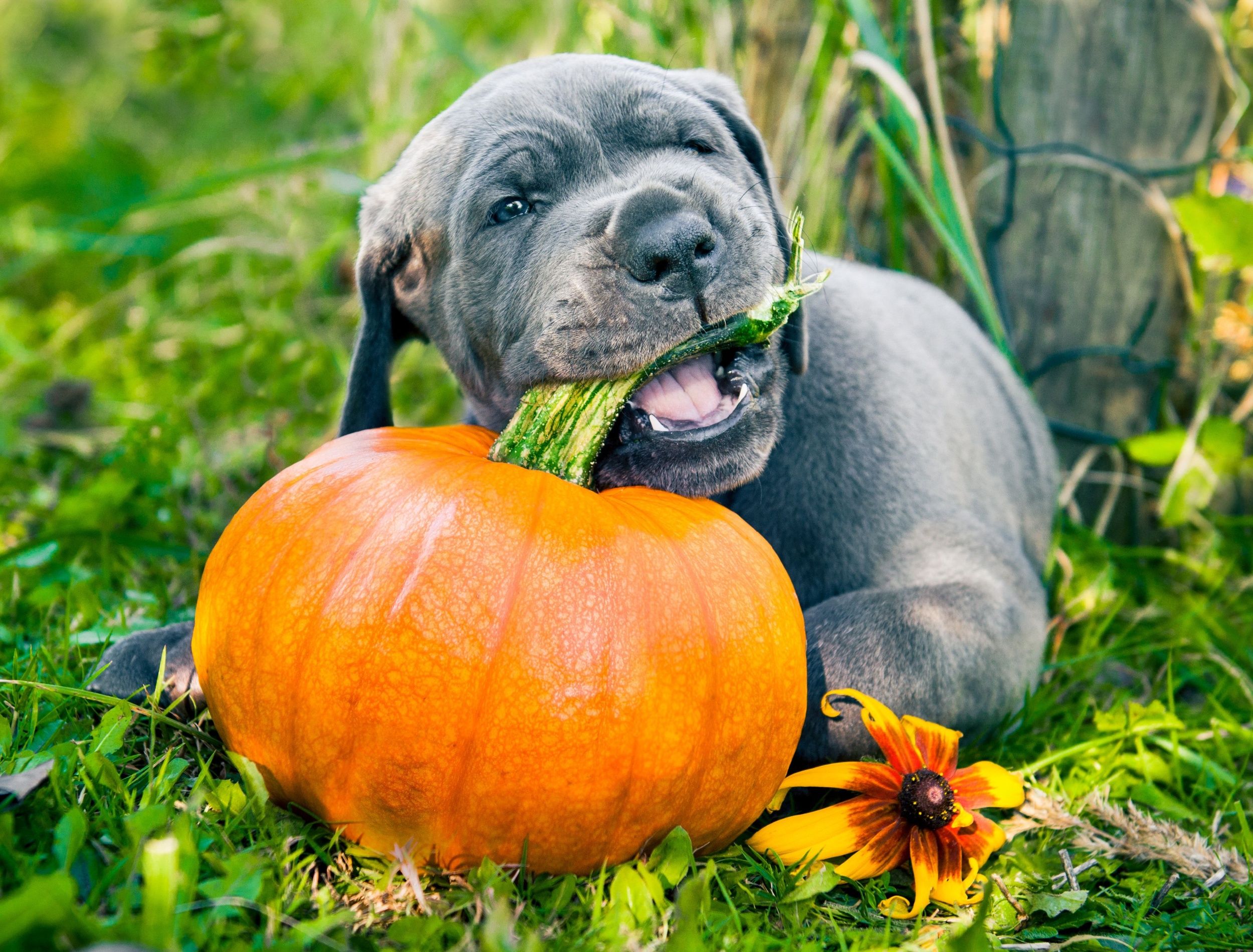 dog eating pumpkins
