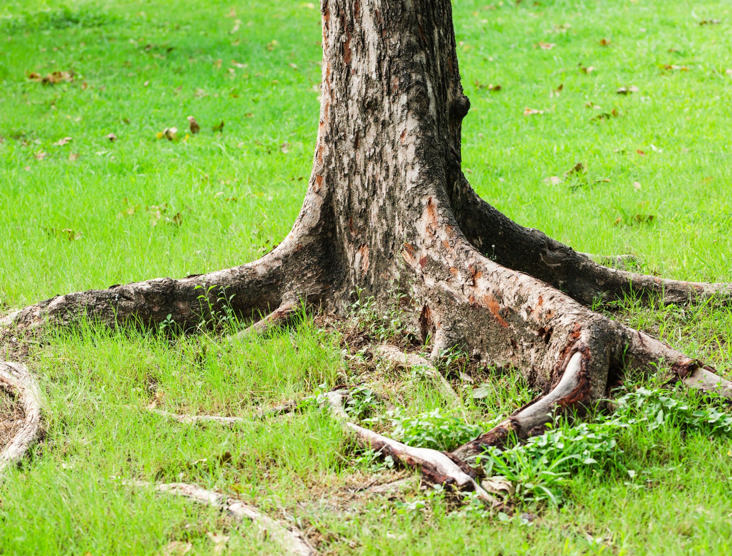 Exposed tree roots on a lush green lawn