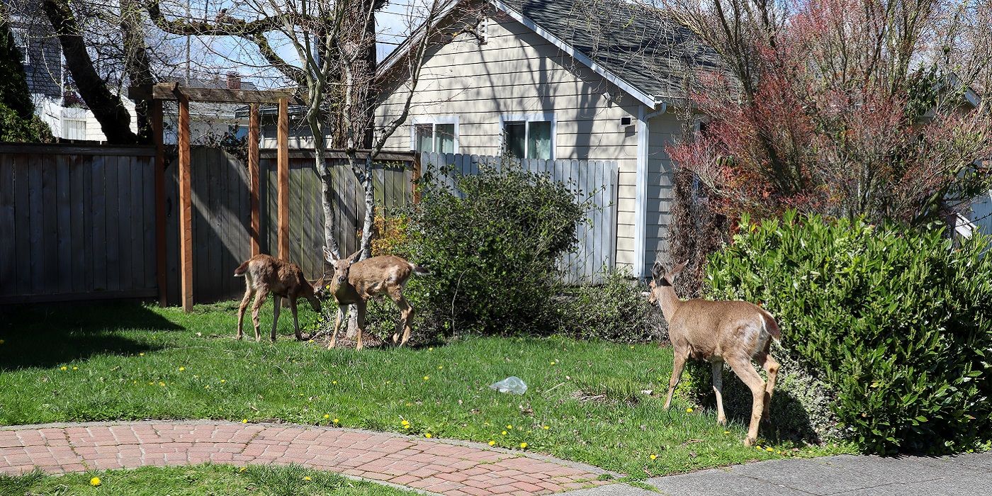 The Secret Deer Repelling Garden Hack Irish Spring Soap!