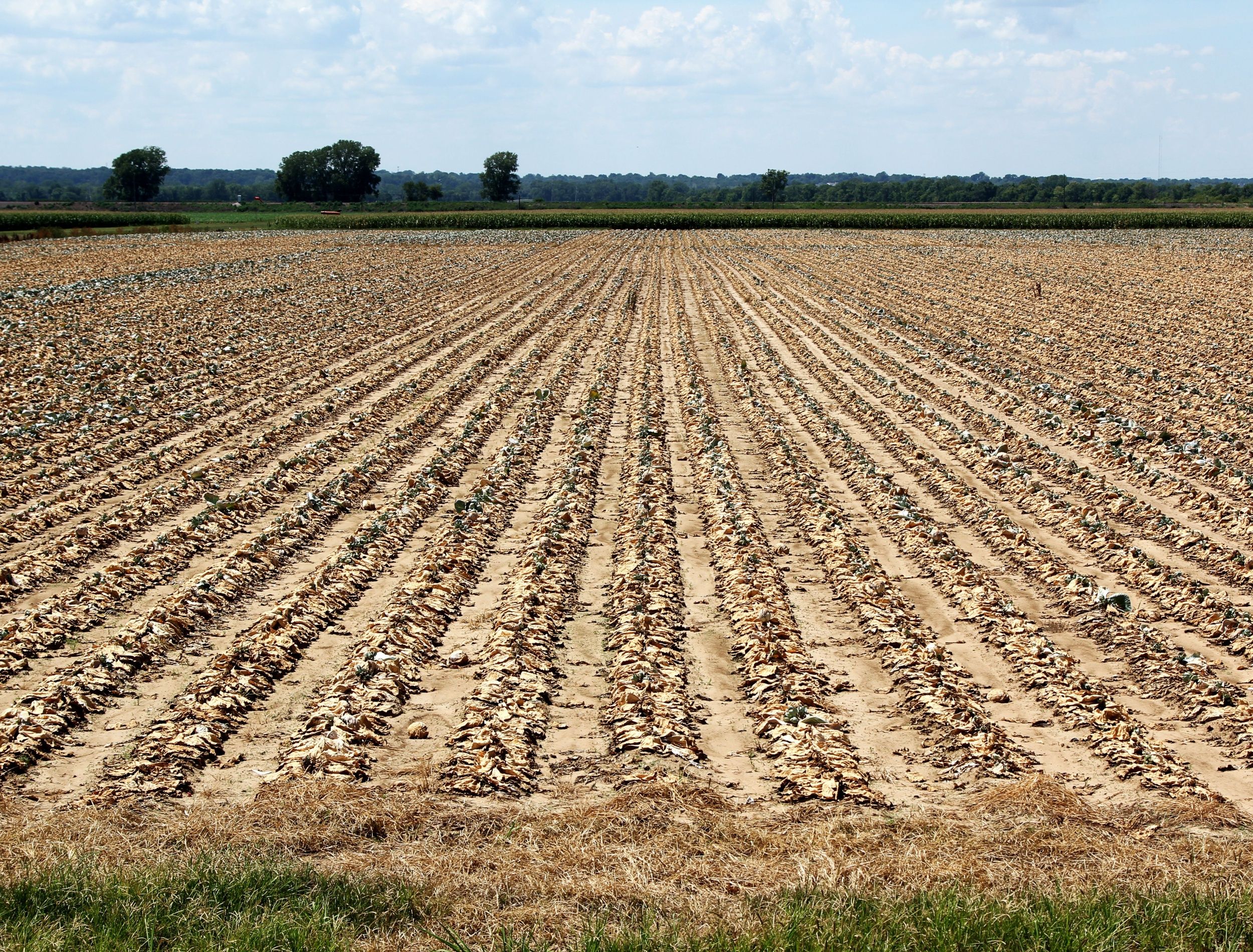 farm effected by drought in midwest 