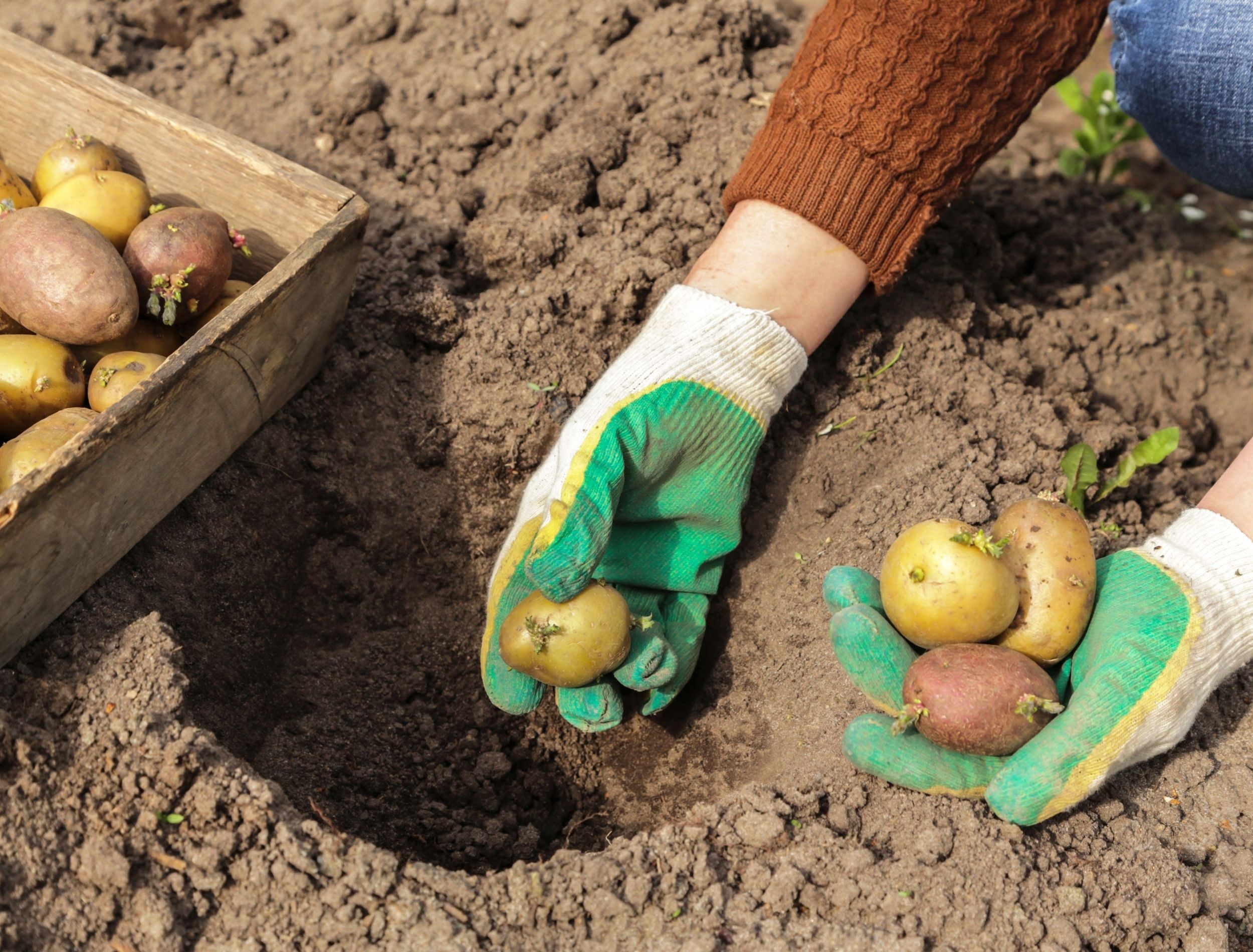 8 Easy to Grow Vegetables Using Scraps