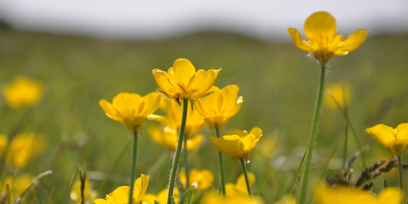 Buttercups Are Poisonous Plants Lurking in Your Yard
