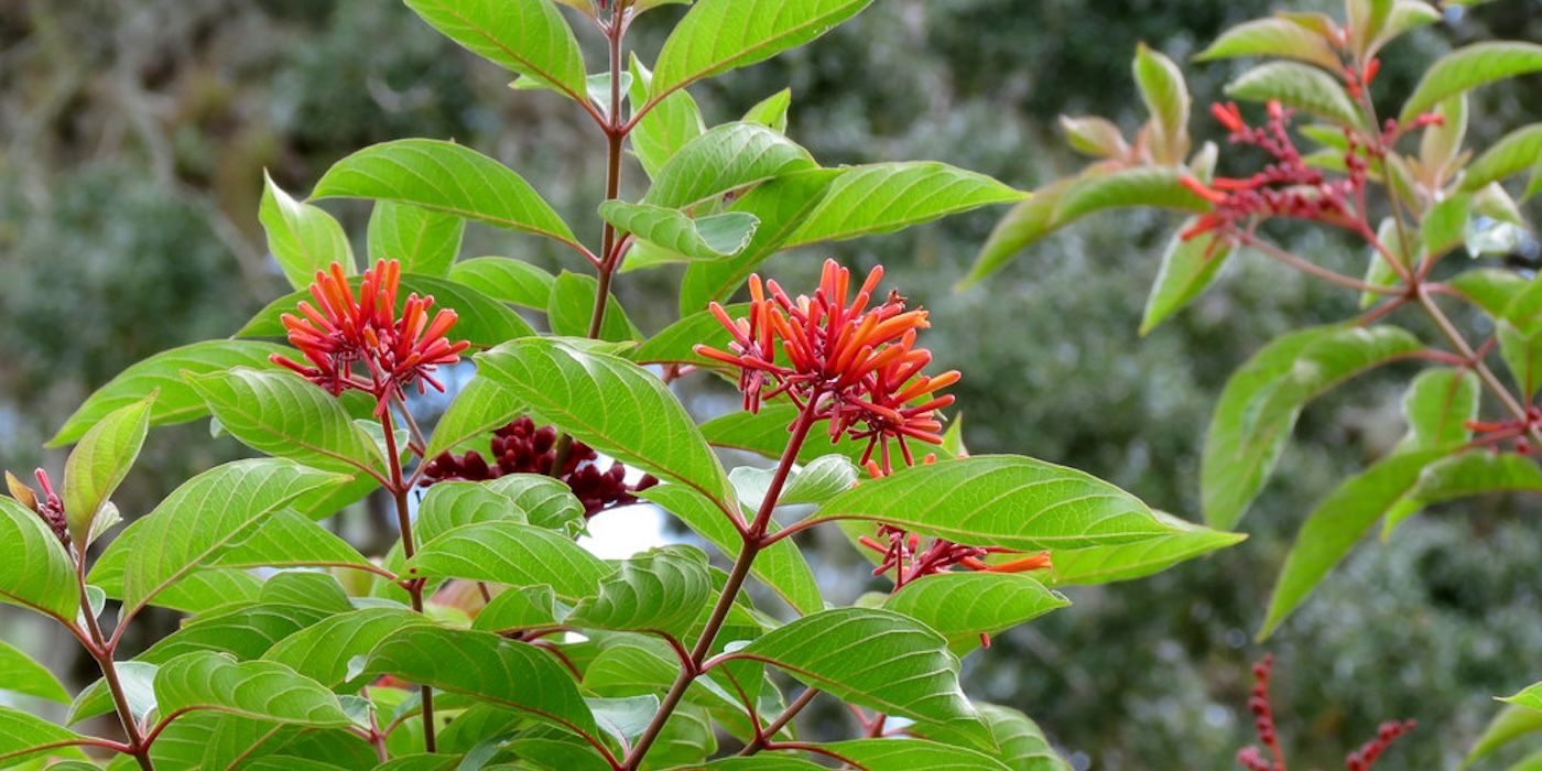 Exploring Firebush: A Unique Spring Addition to Your Garden