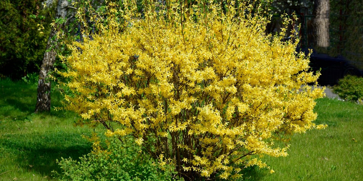 Forsythia tree in full bloom