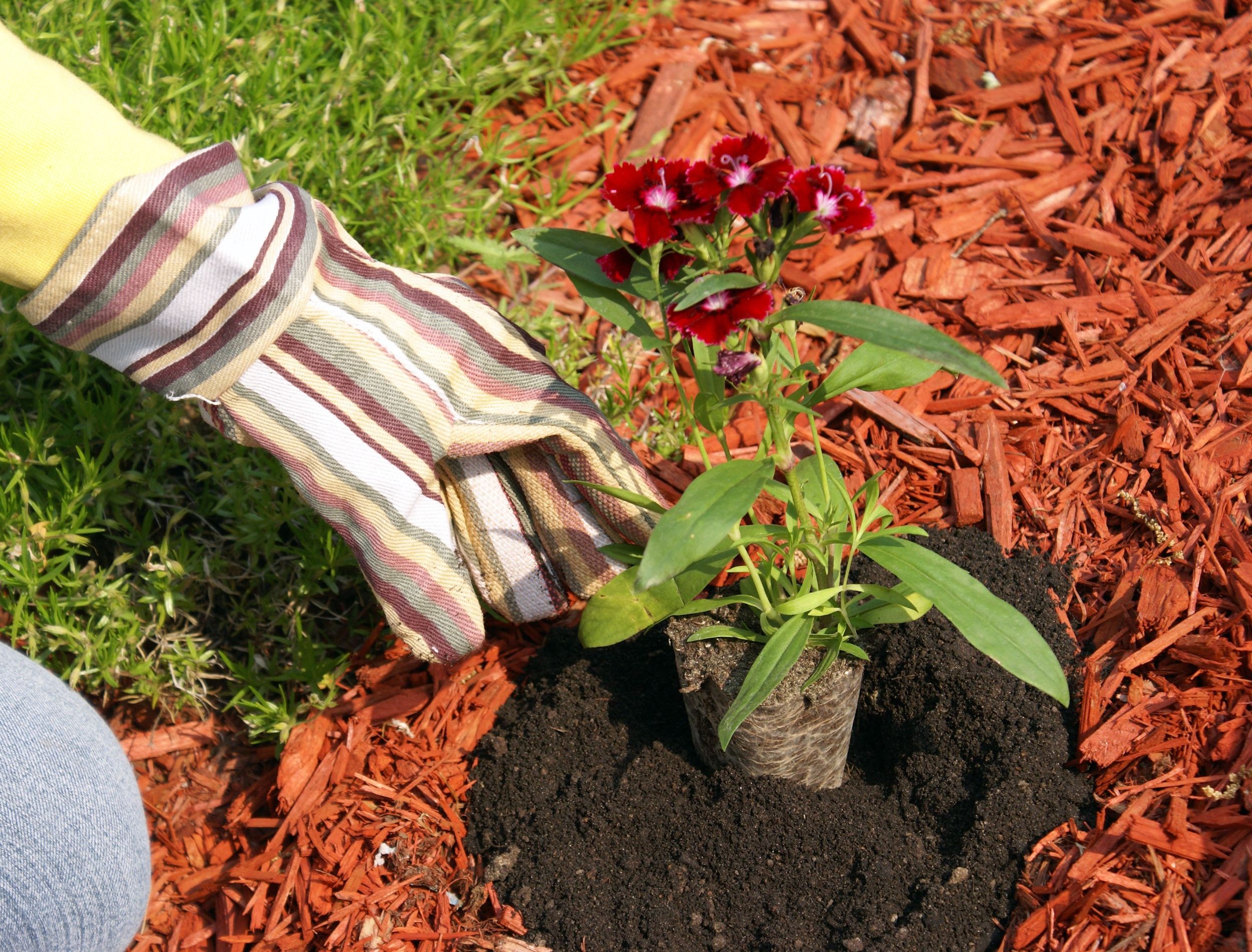 Gardener using red mulch while planting