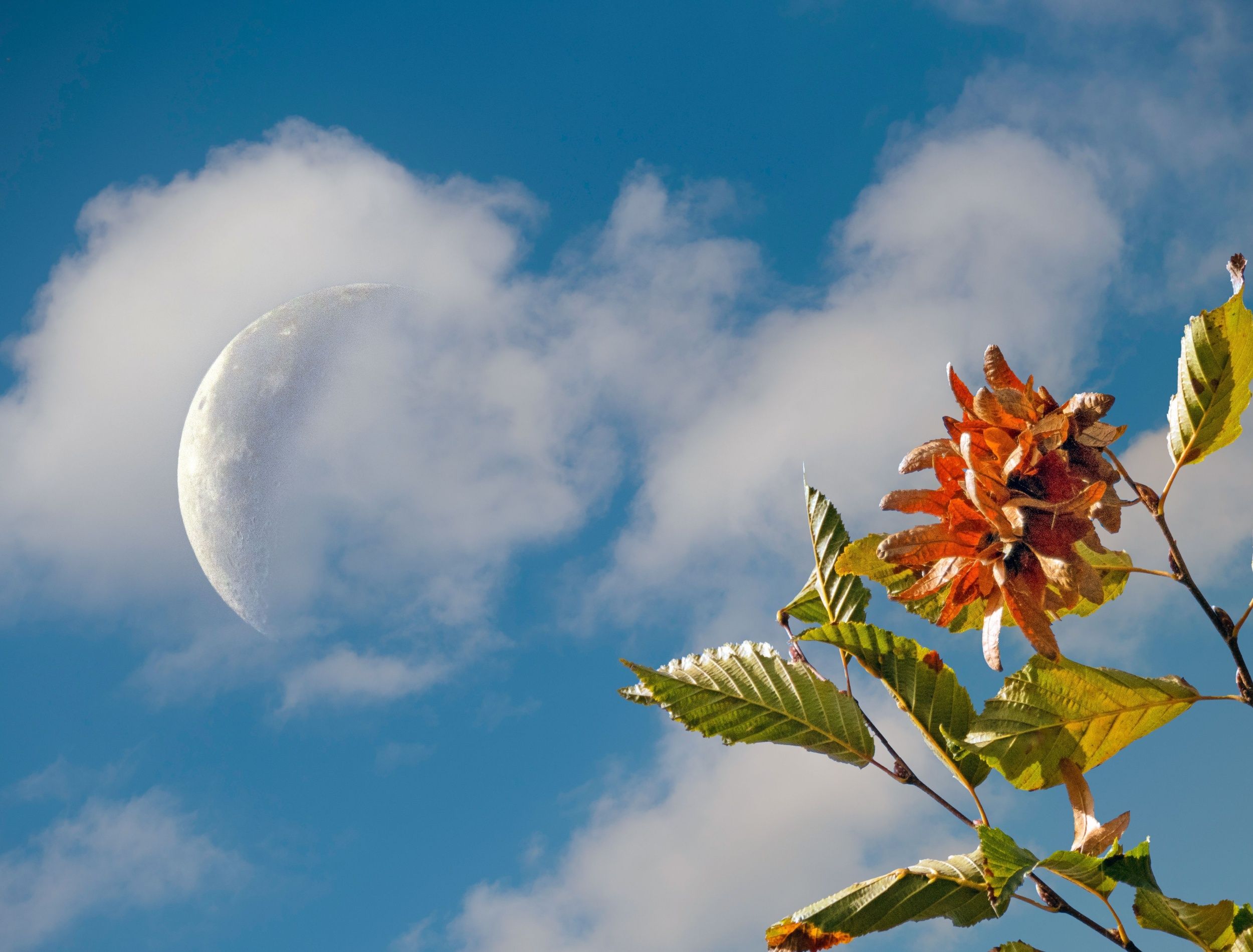 Gardening by the phases of the moon