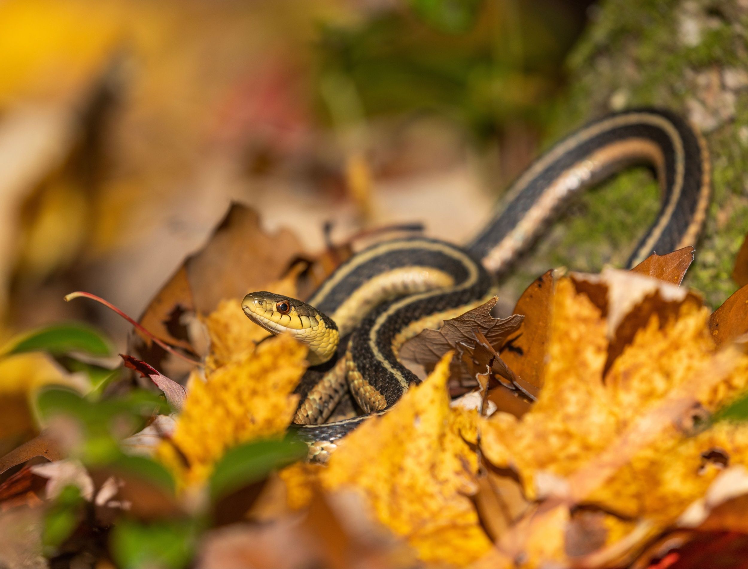 garter snake hidden in the leaves