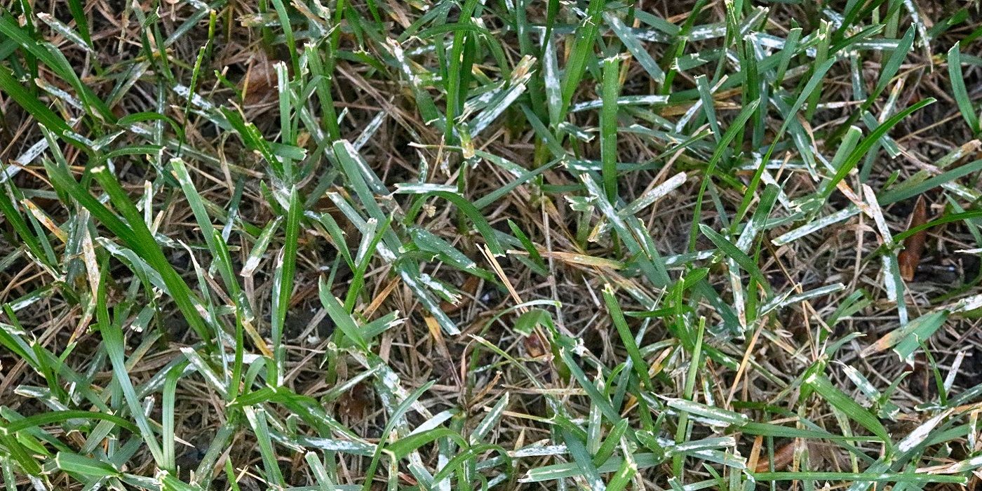 Discovering And Treating Spring Lawn Diseases