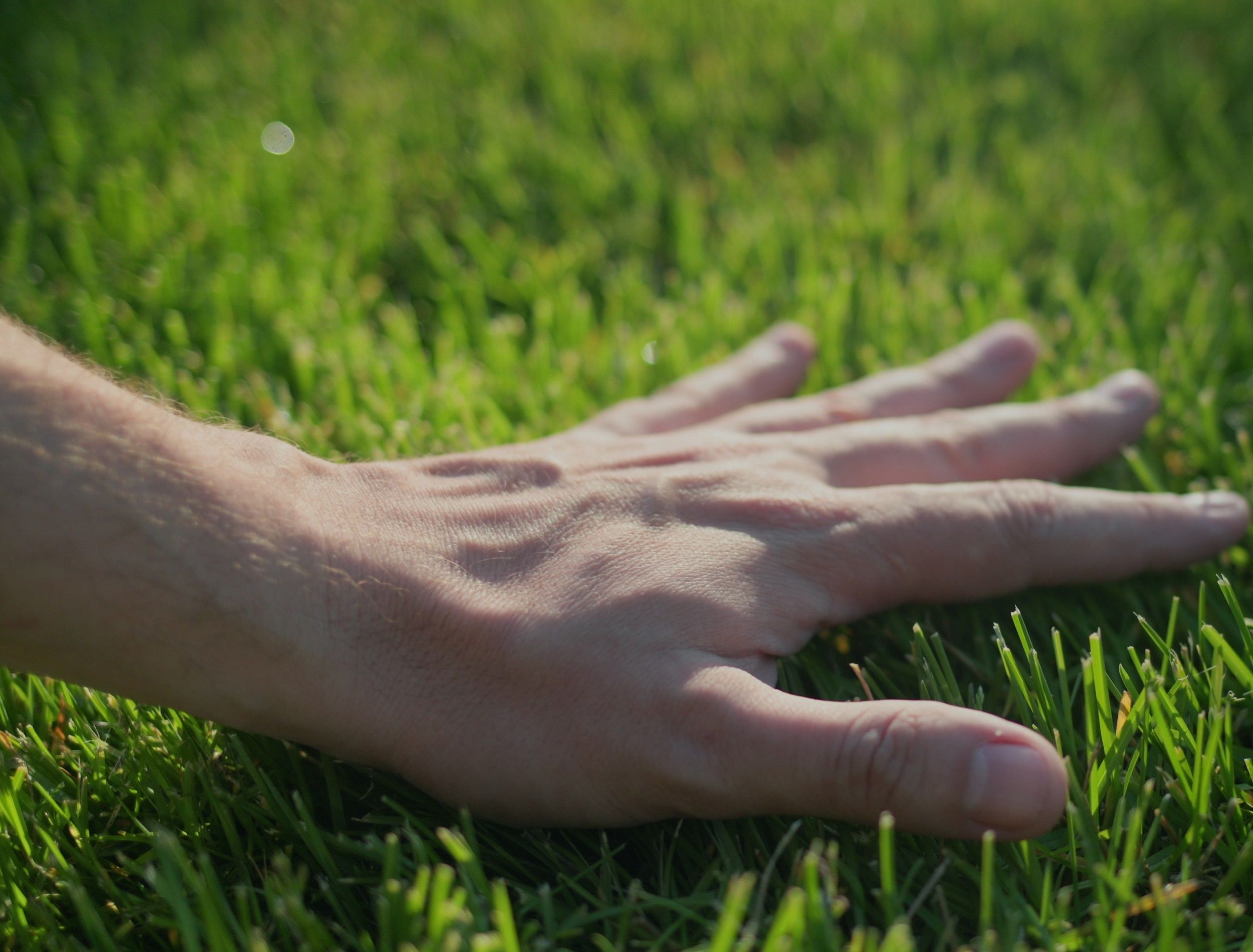 Hand lightly touching a beautiful grass lawn