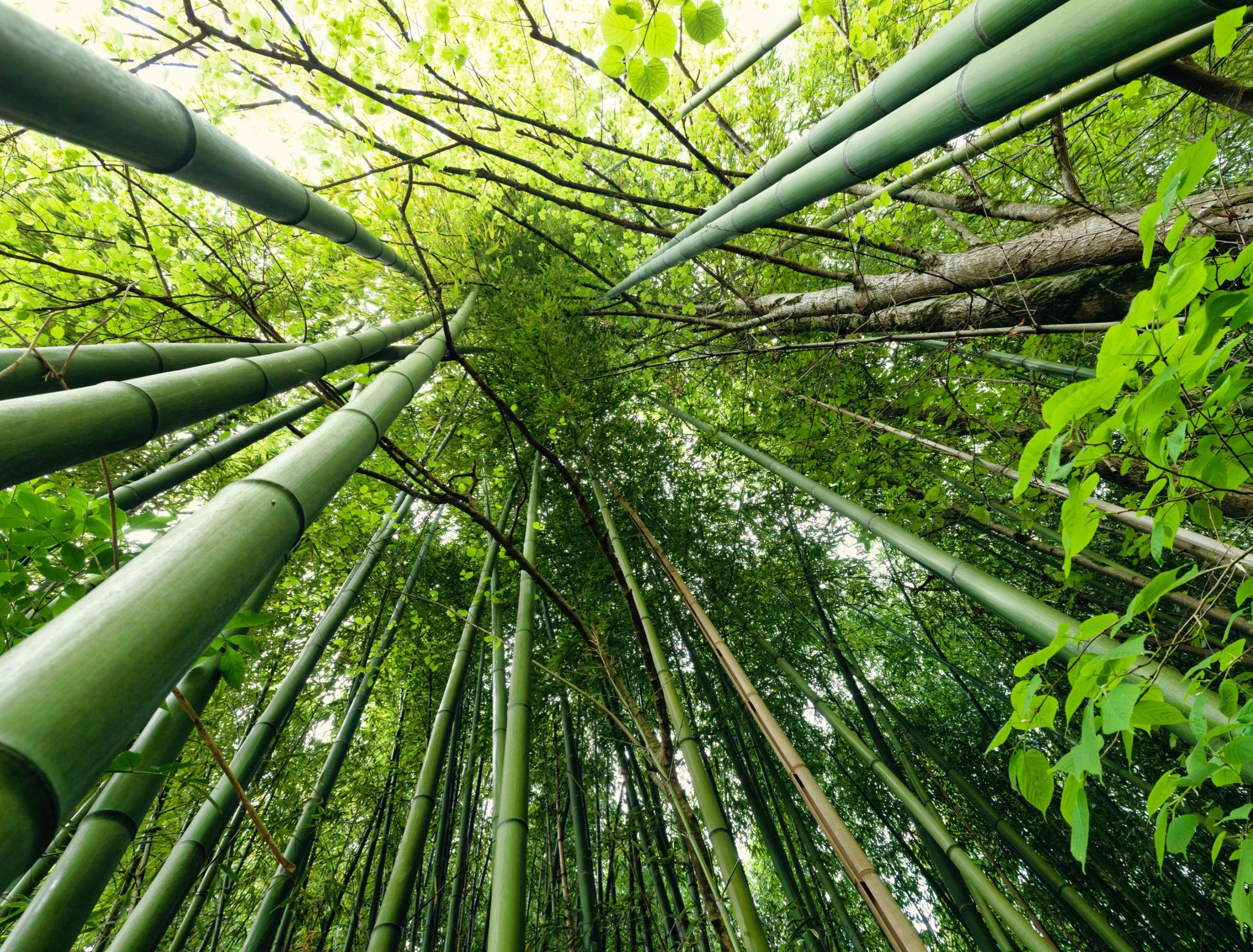 henon bamboo 
