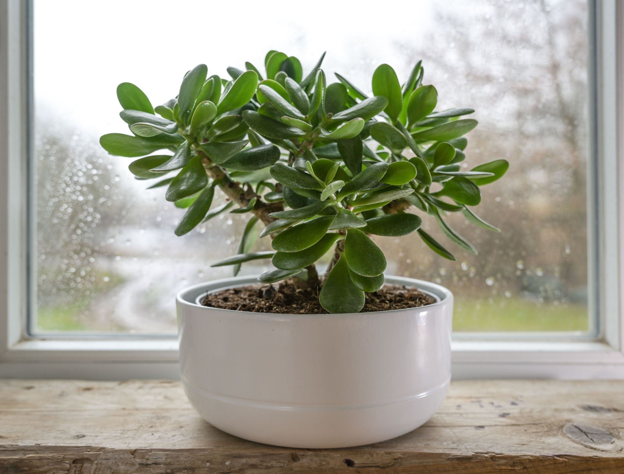 indoor and outdoor jade plant