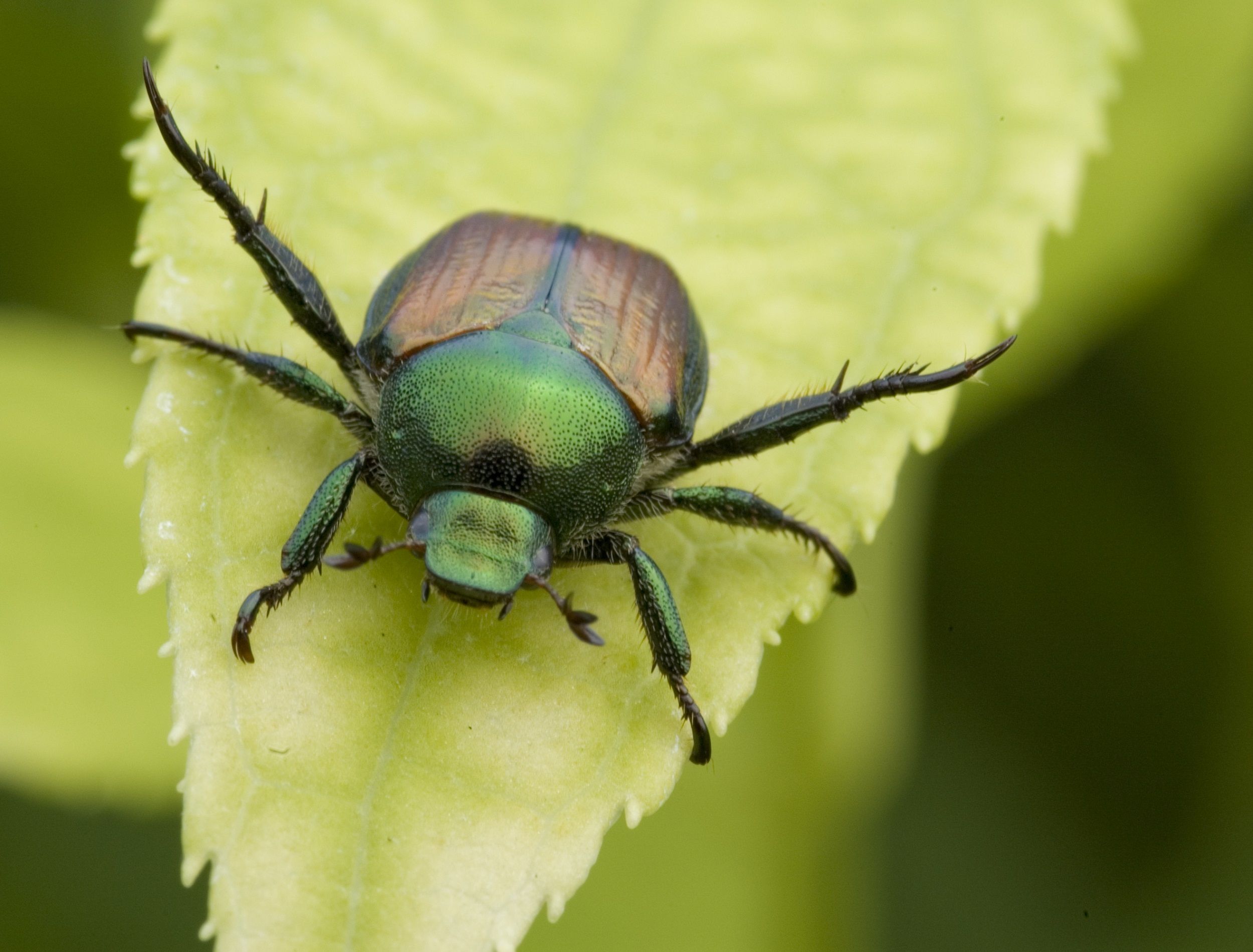 Japanese beetle on a leaf close up