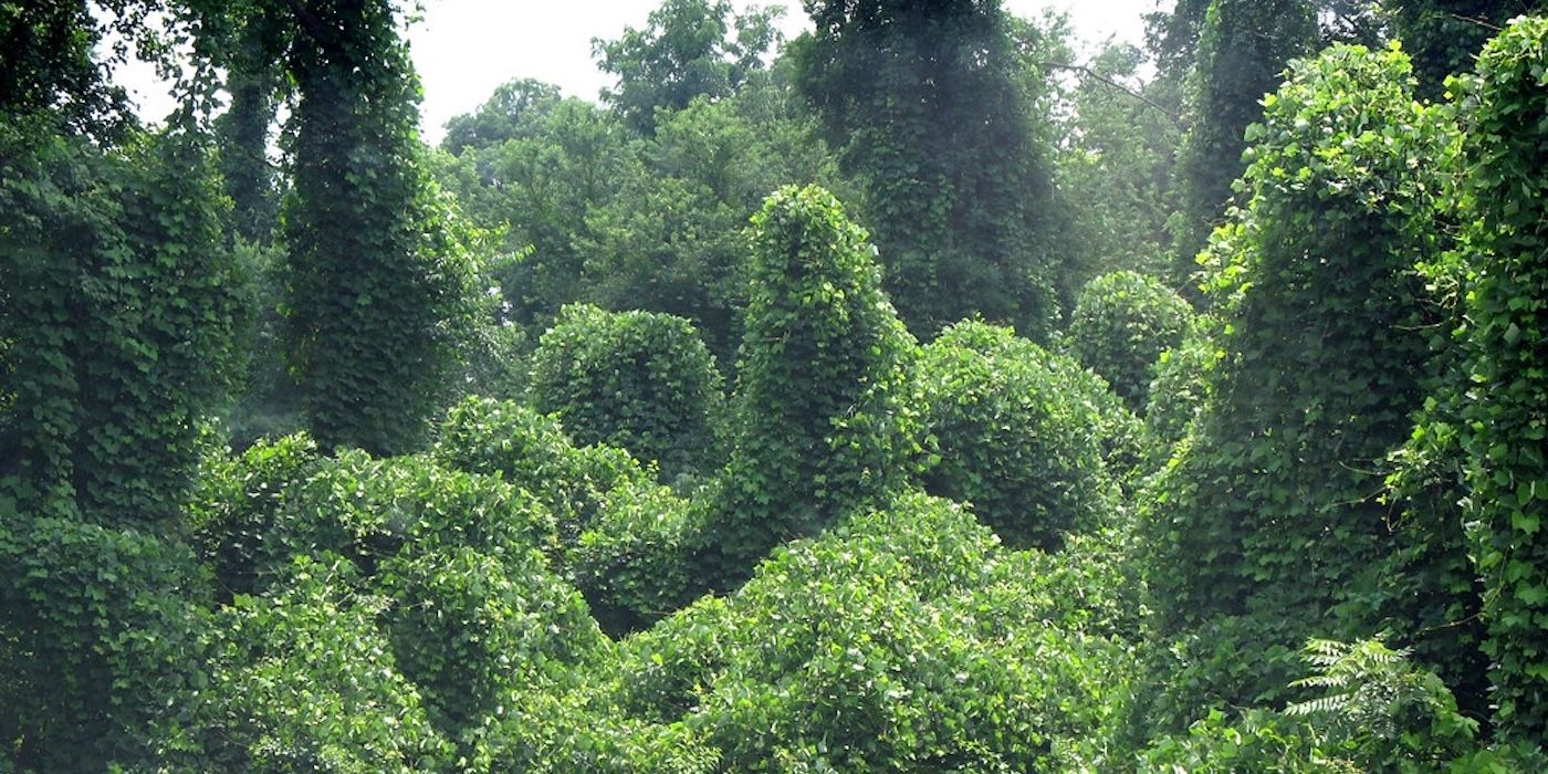 Kudzu: The Notoriously Invasive Vine That Ate the South