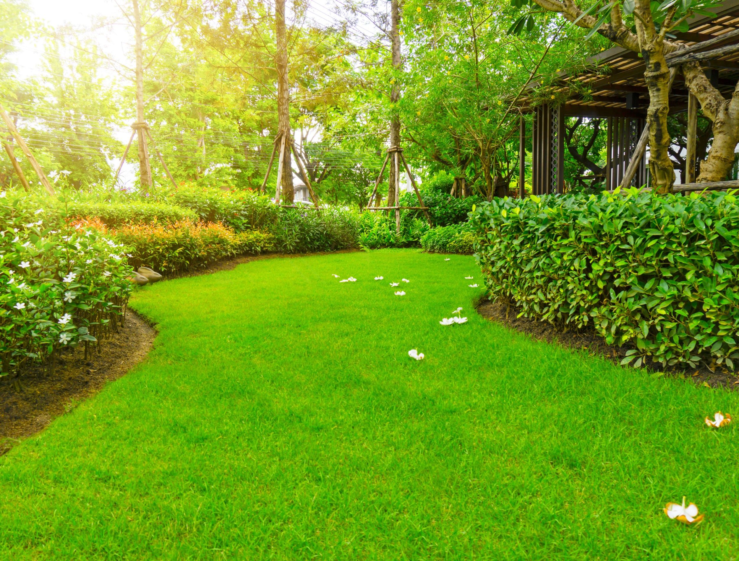 lawn care for fast growing grass 