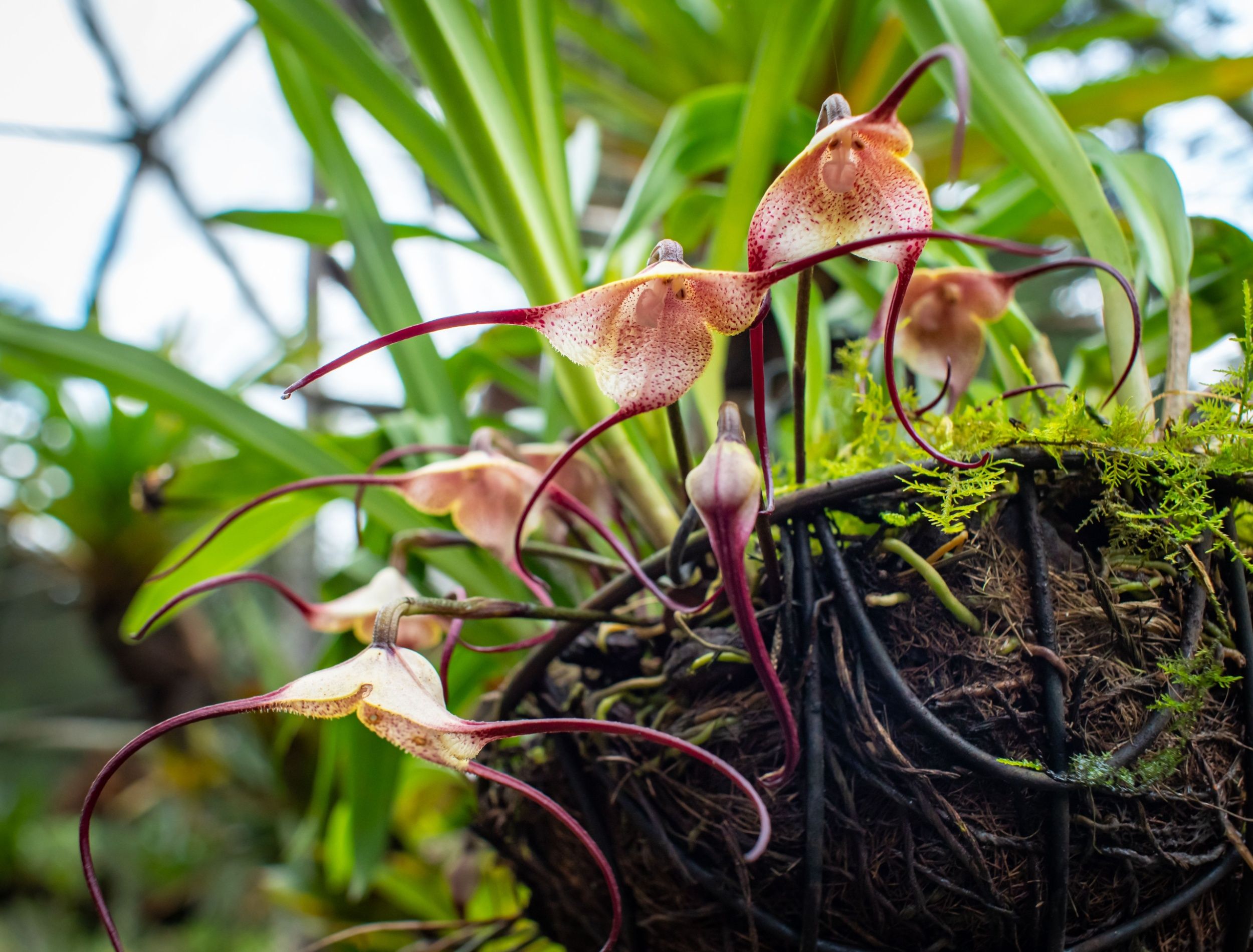 monkey face orchids in a hanging container