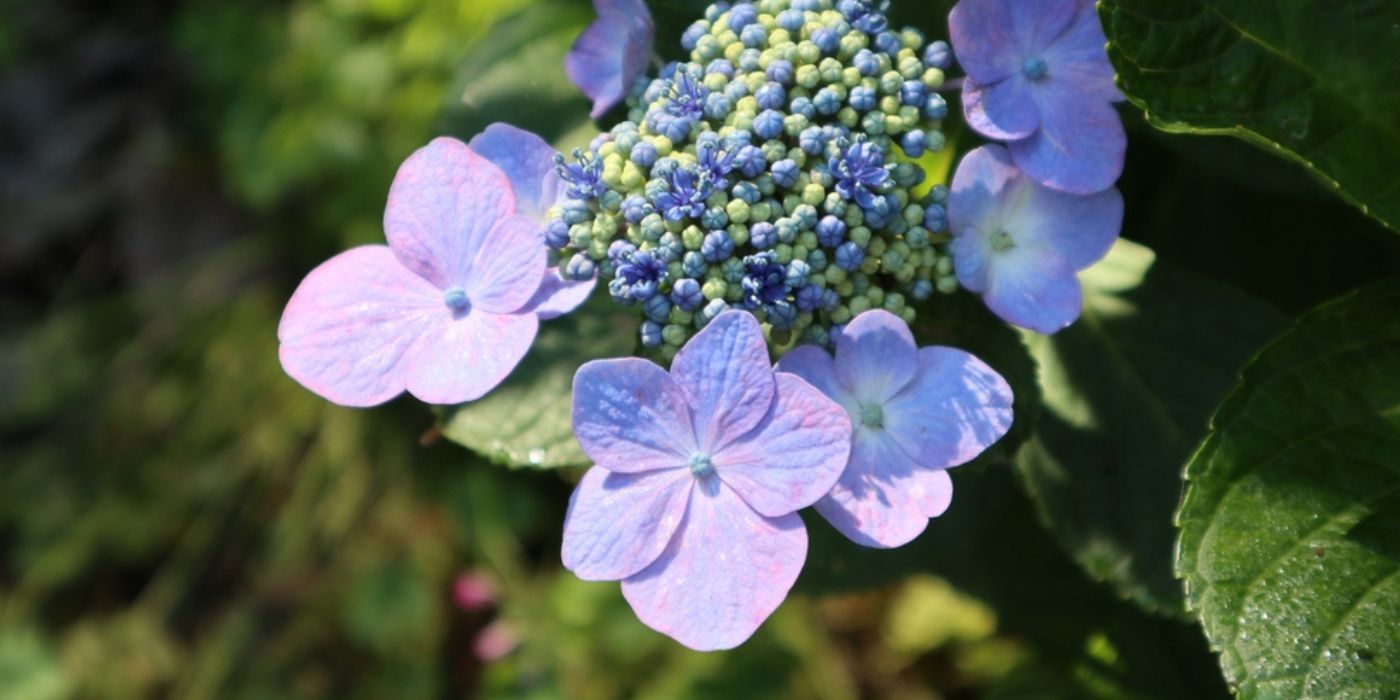 Hydrangea Pruning Tips For Bigger and Brighter Blooms