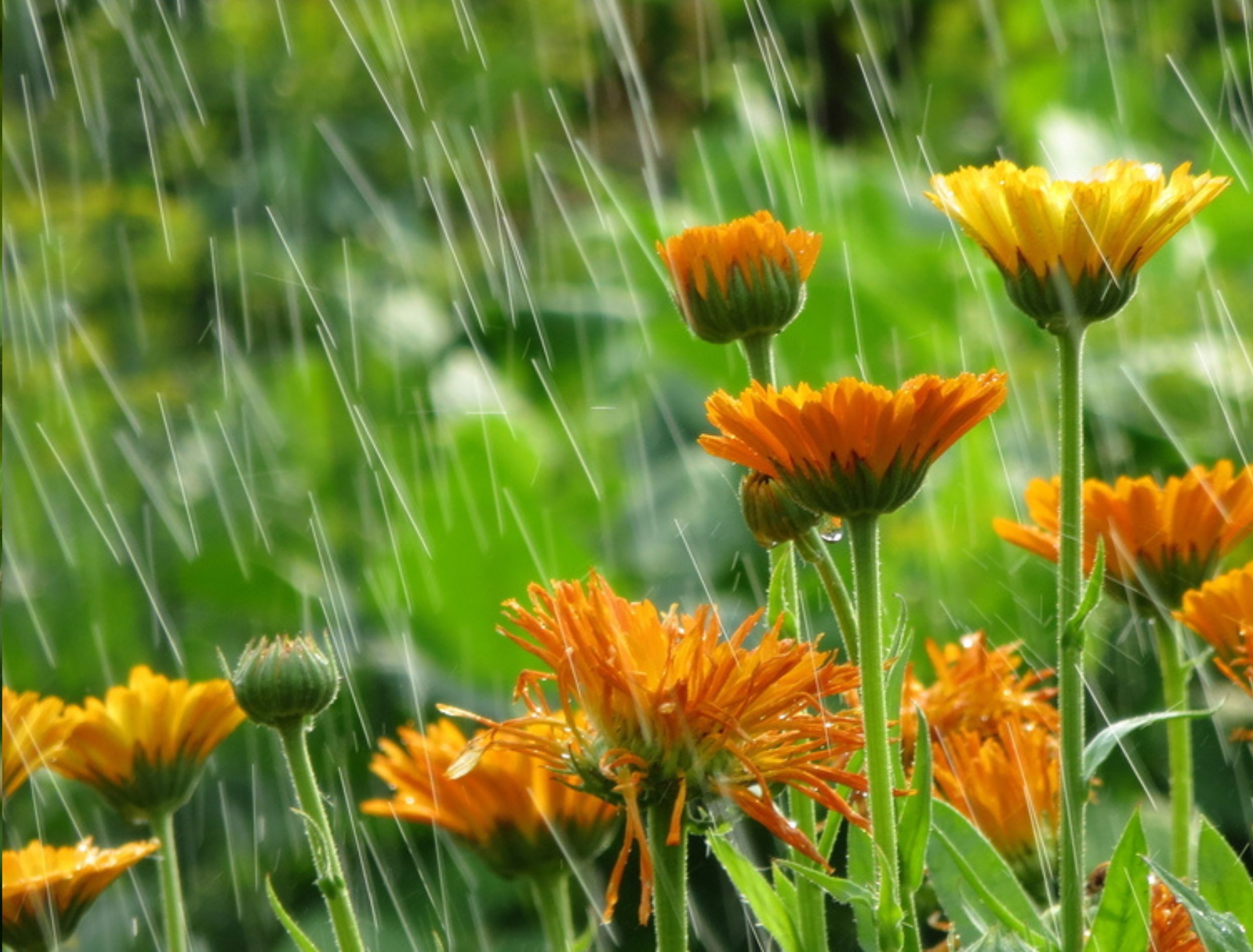 How to Design a Rain Garden to Help Control Water Runoff on Your Property