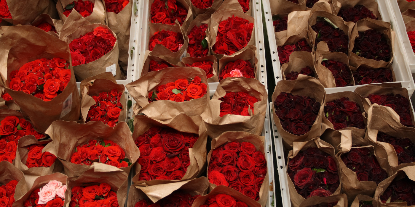 Kentucky Derby Garland of Roses: History and Creation
