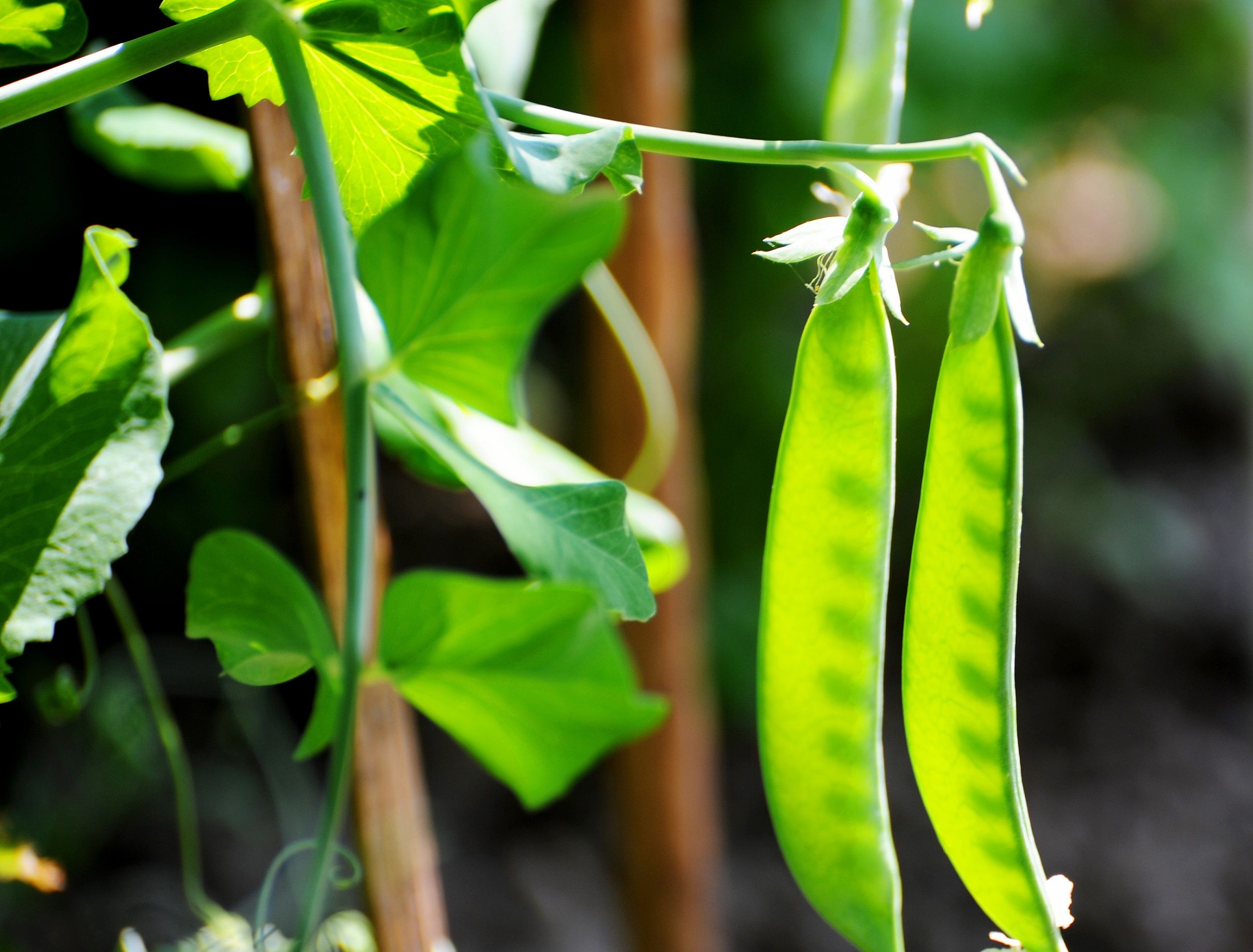 How to Grow and Care For Peas in Containers