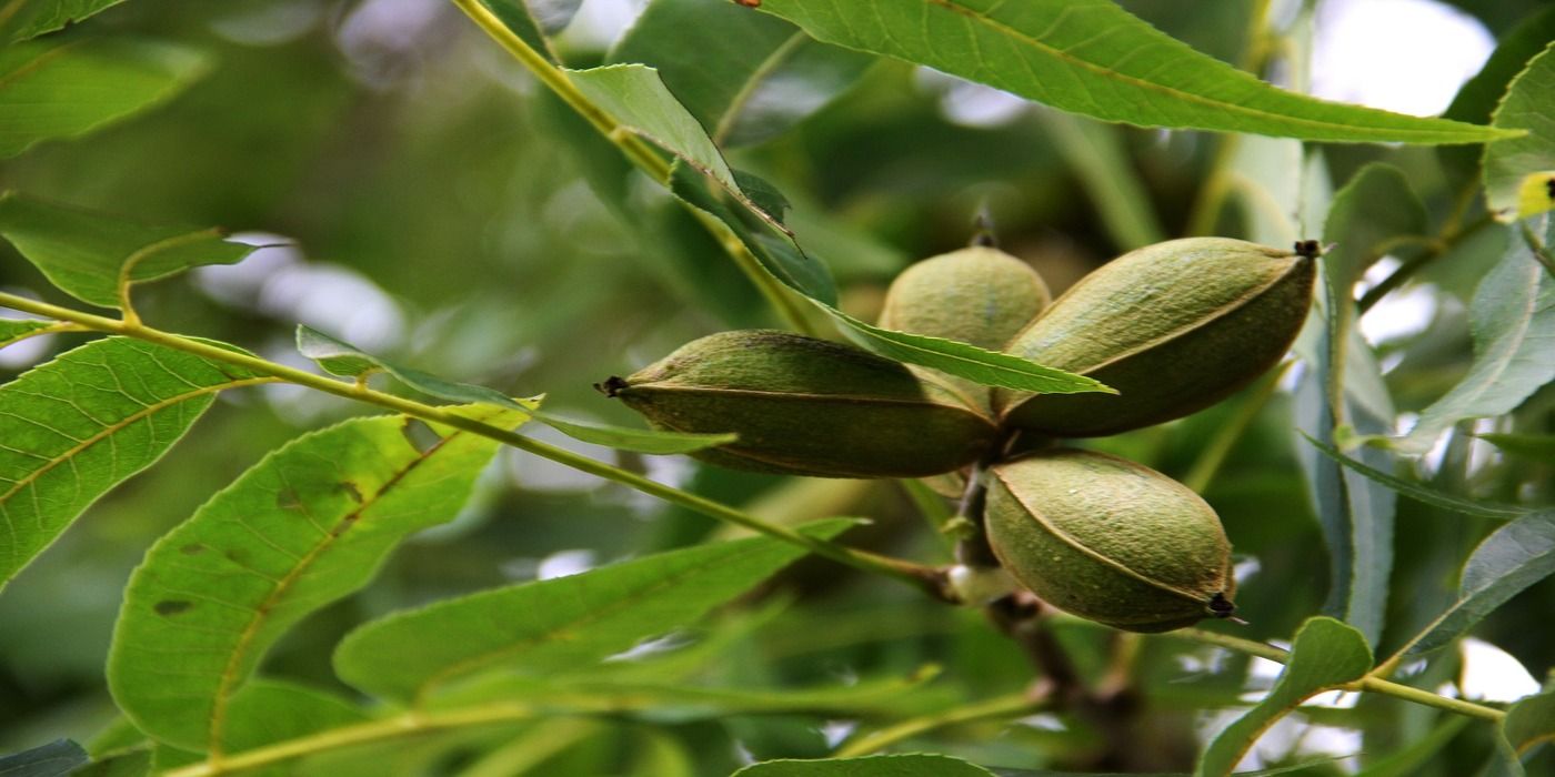 A Guide to Growing Nut Trees in Your Backyard