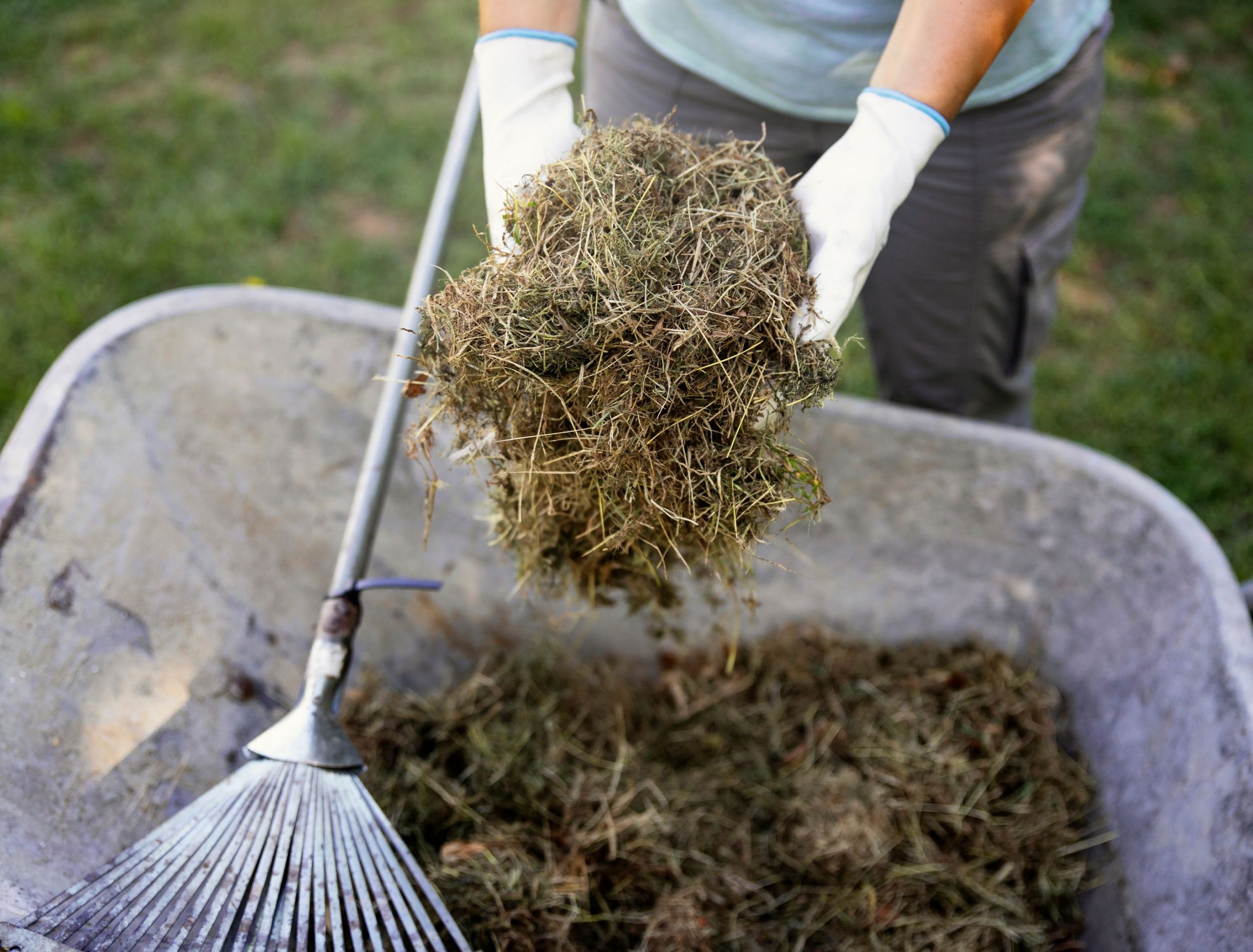 Person holding grass clippings for the compost pile 