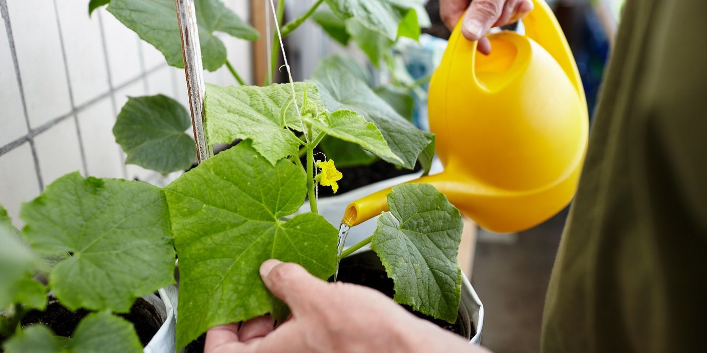 Bitter Cucumbers? Here's How to Fix Them!