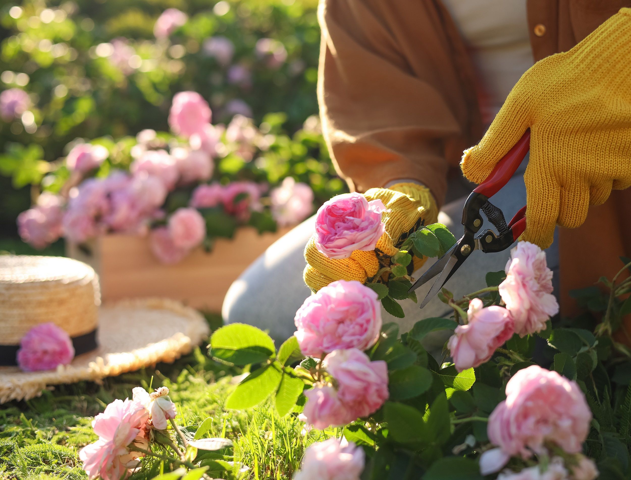 Person wearing gloves cutting roses in the garden
