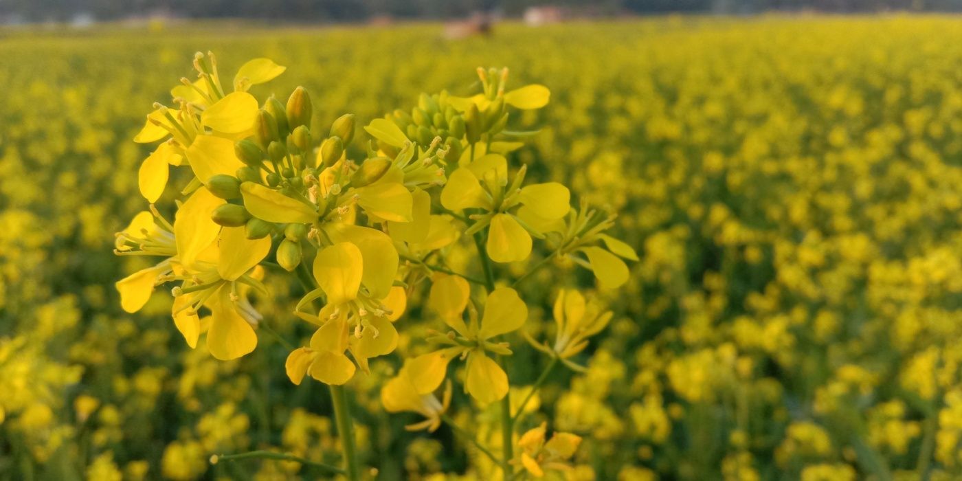 Transform Your Soil with Metal-Absorbing Plants