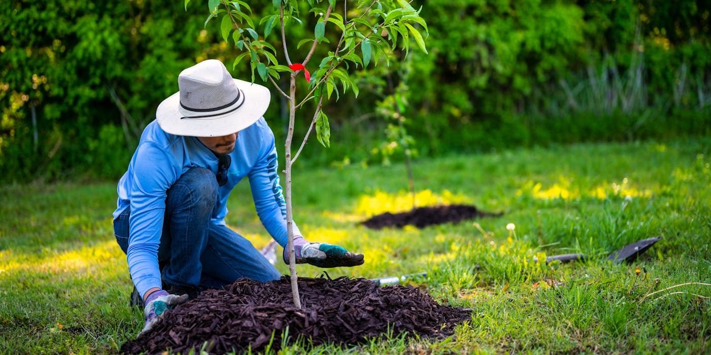 Shield Tree Saplings From Lawn Mower Hazards