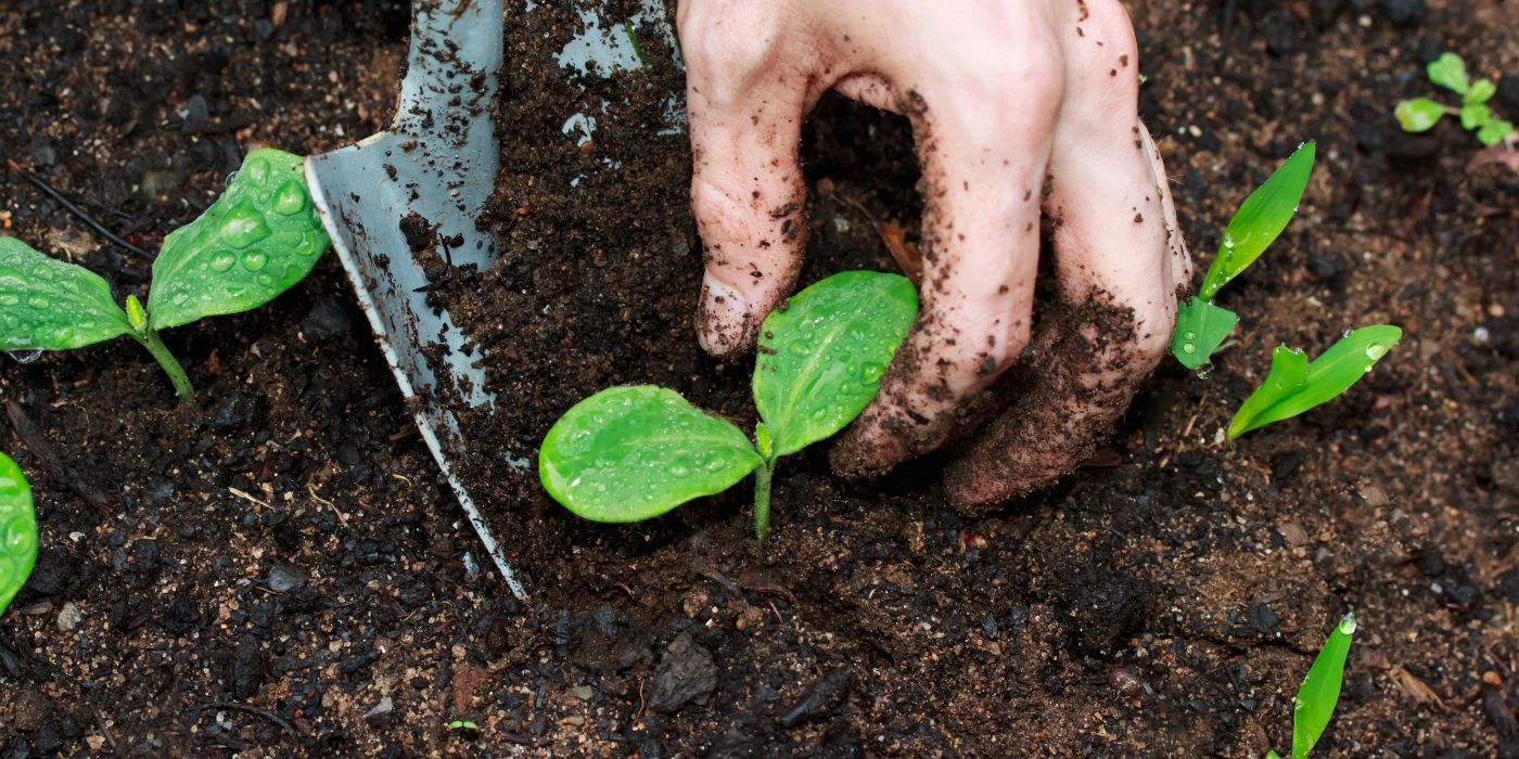 6 Types of Summer and Winter Squash to Plant in April