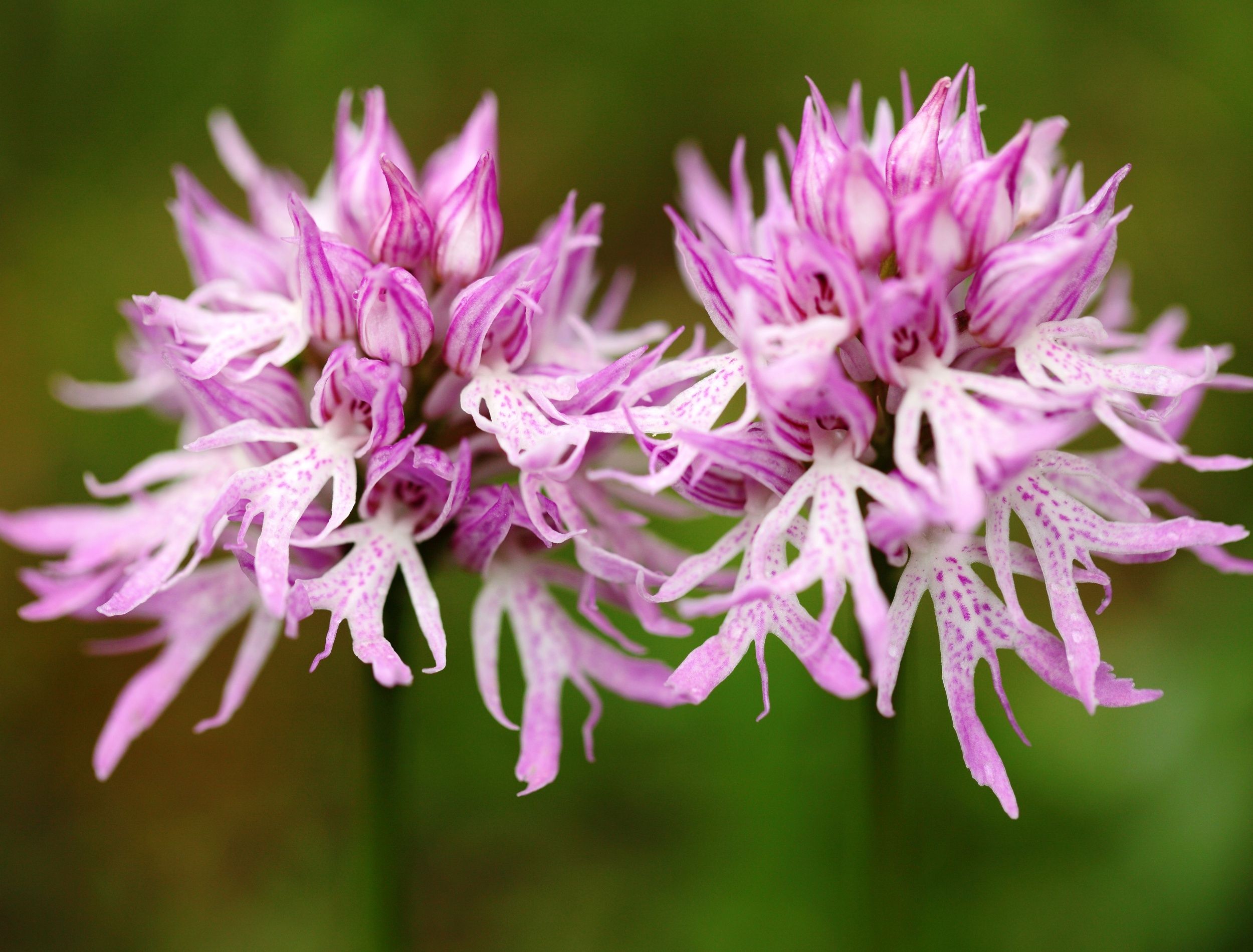 Pretty pink and white naked man orchid