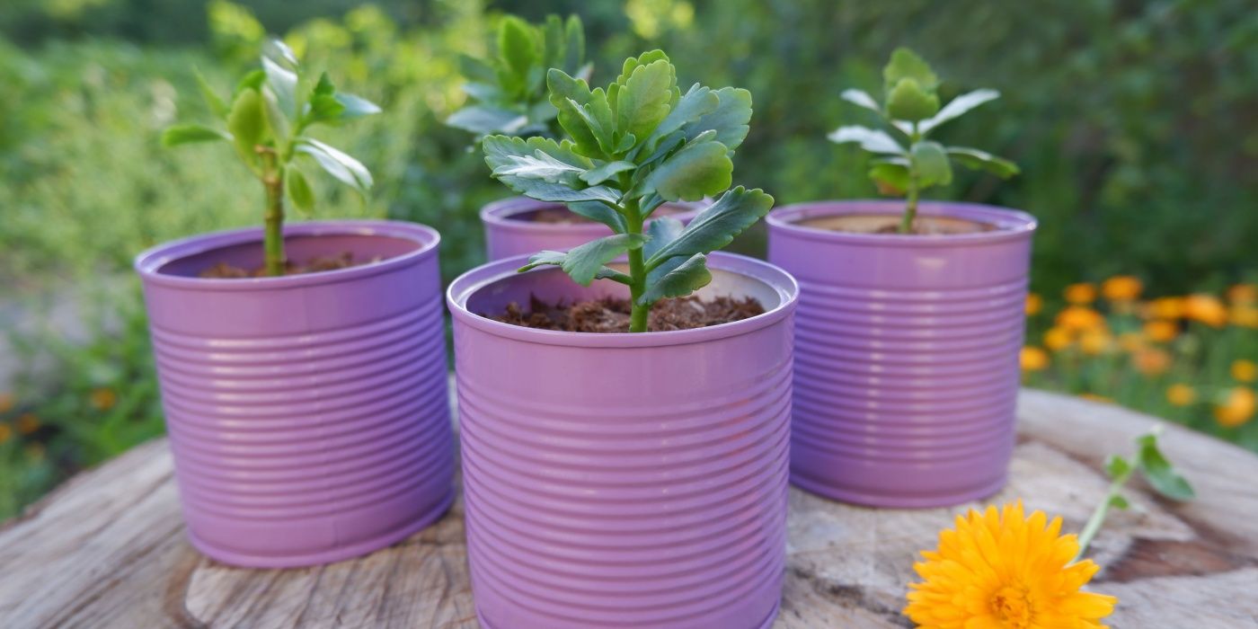 The Rise of Tall Container Gardens