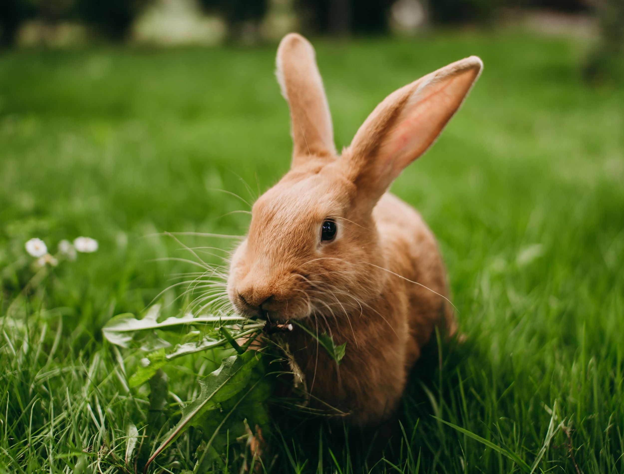 rabbit eating in the garden
