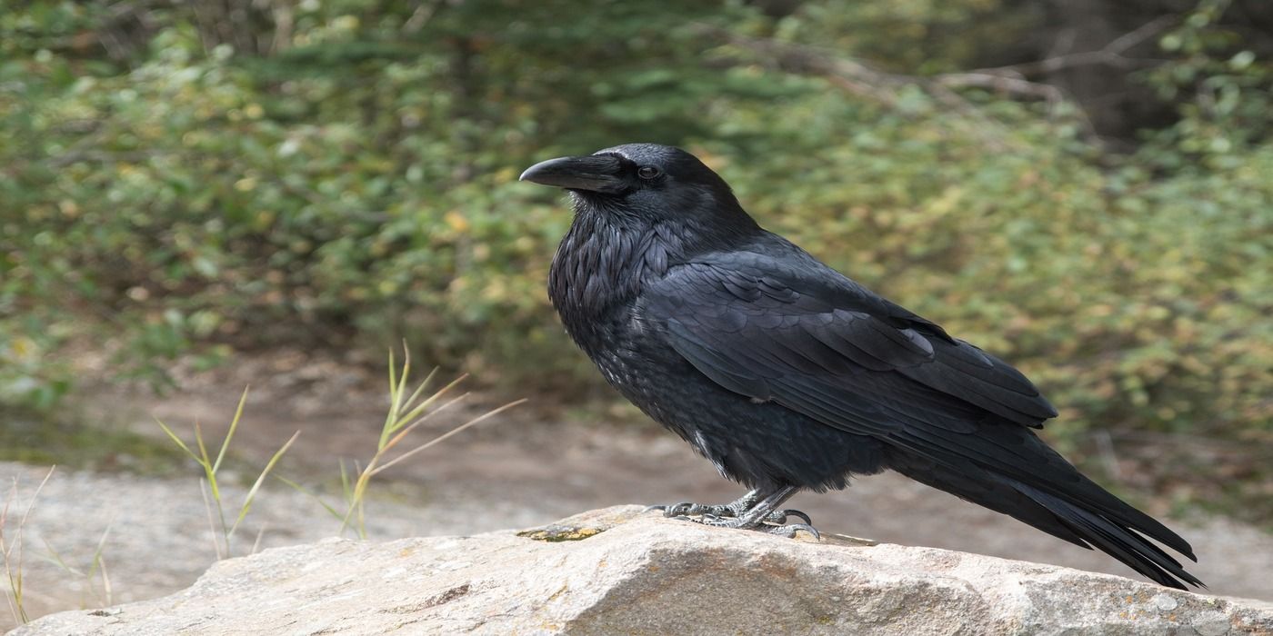 Unlocking The Symbolism Of Backyard Birds