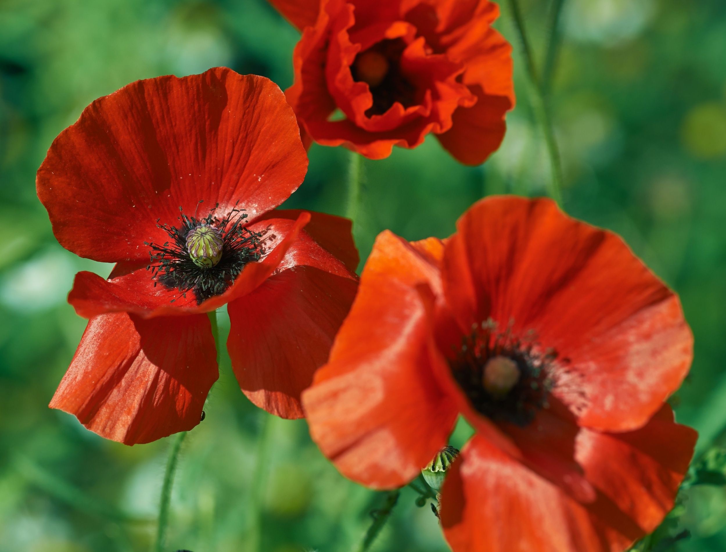 Transform Your Garden with Vibrant Wildflowers