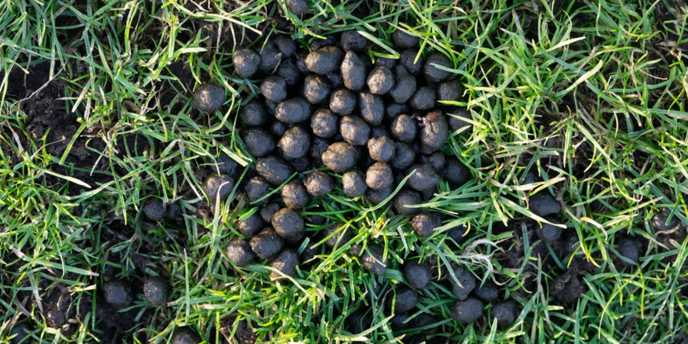 5 Weird but Effective Things to Add to Your Garden Soil