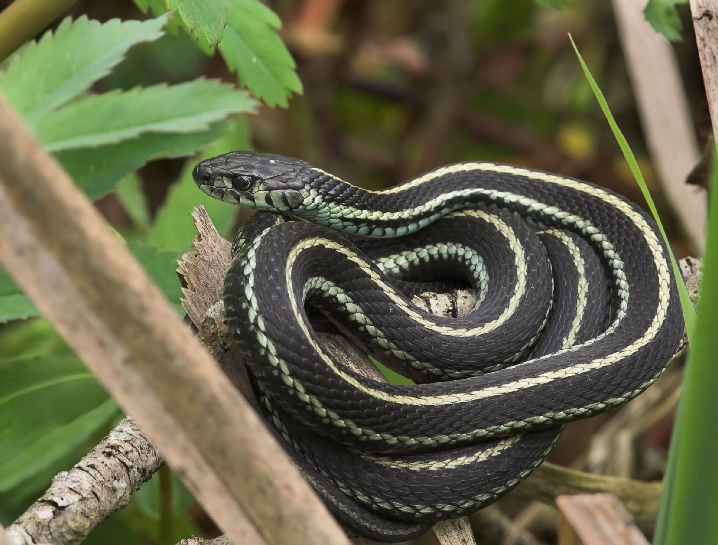 Why Snakes Are Vital for a Healthy Ecosystem