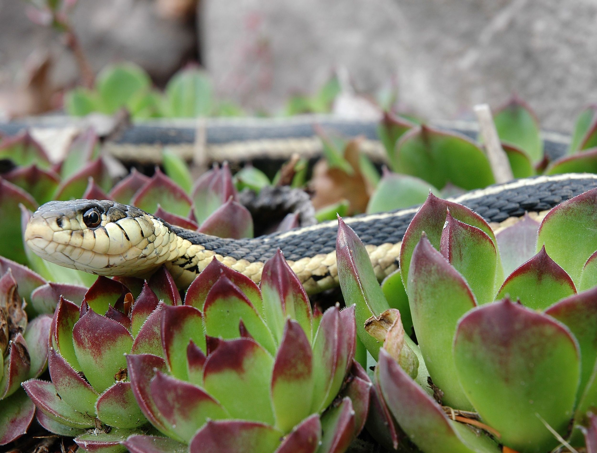 snake within hen and chick plants 