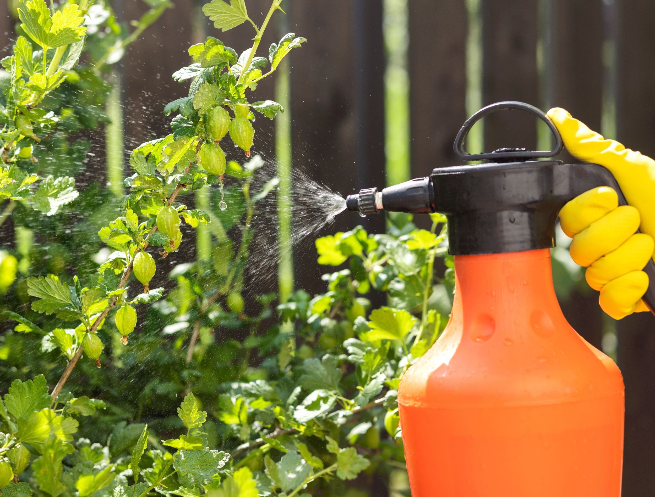 spraying plants for pest control