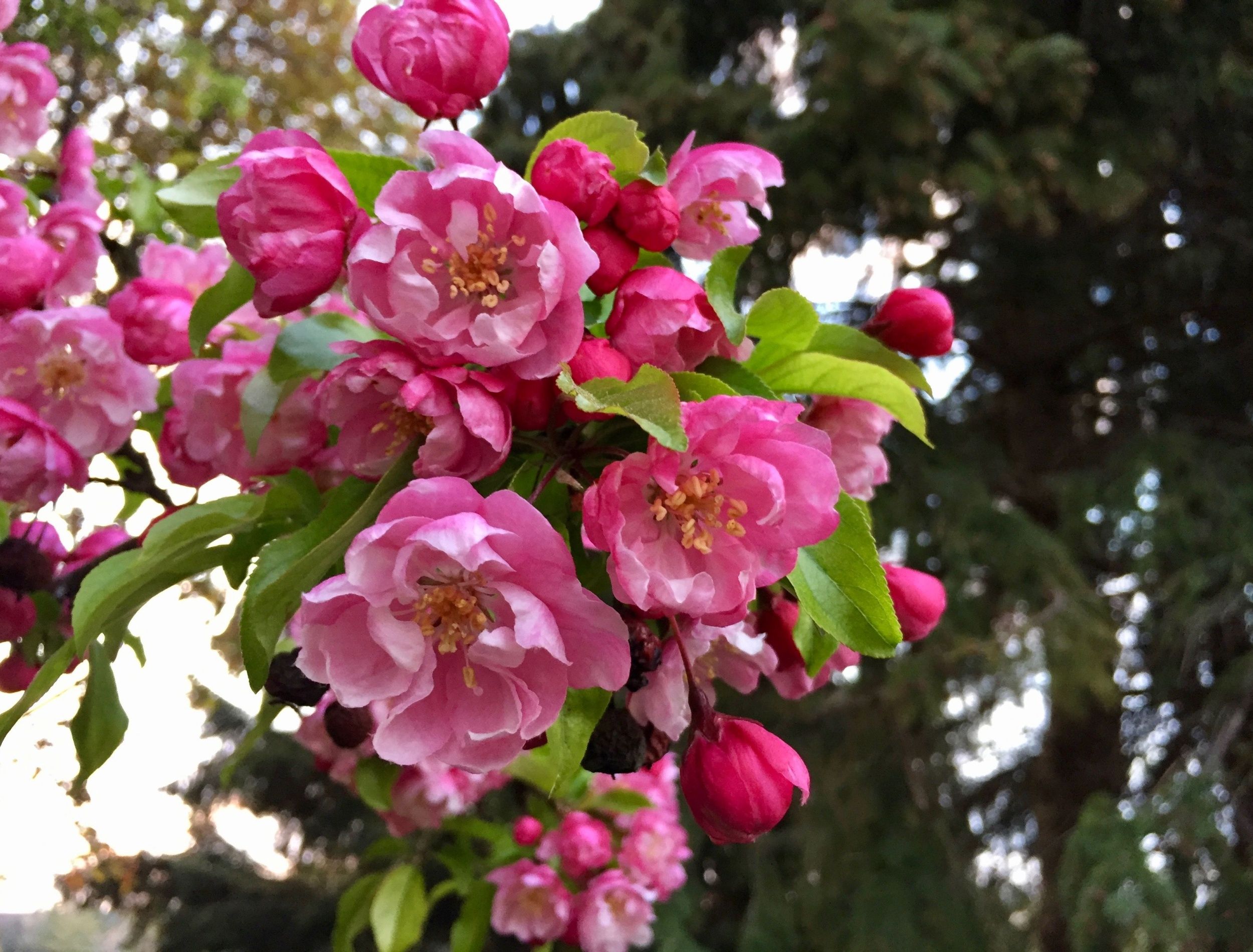 spring blooms of a crabapple tree 