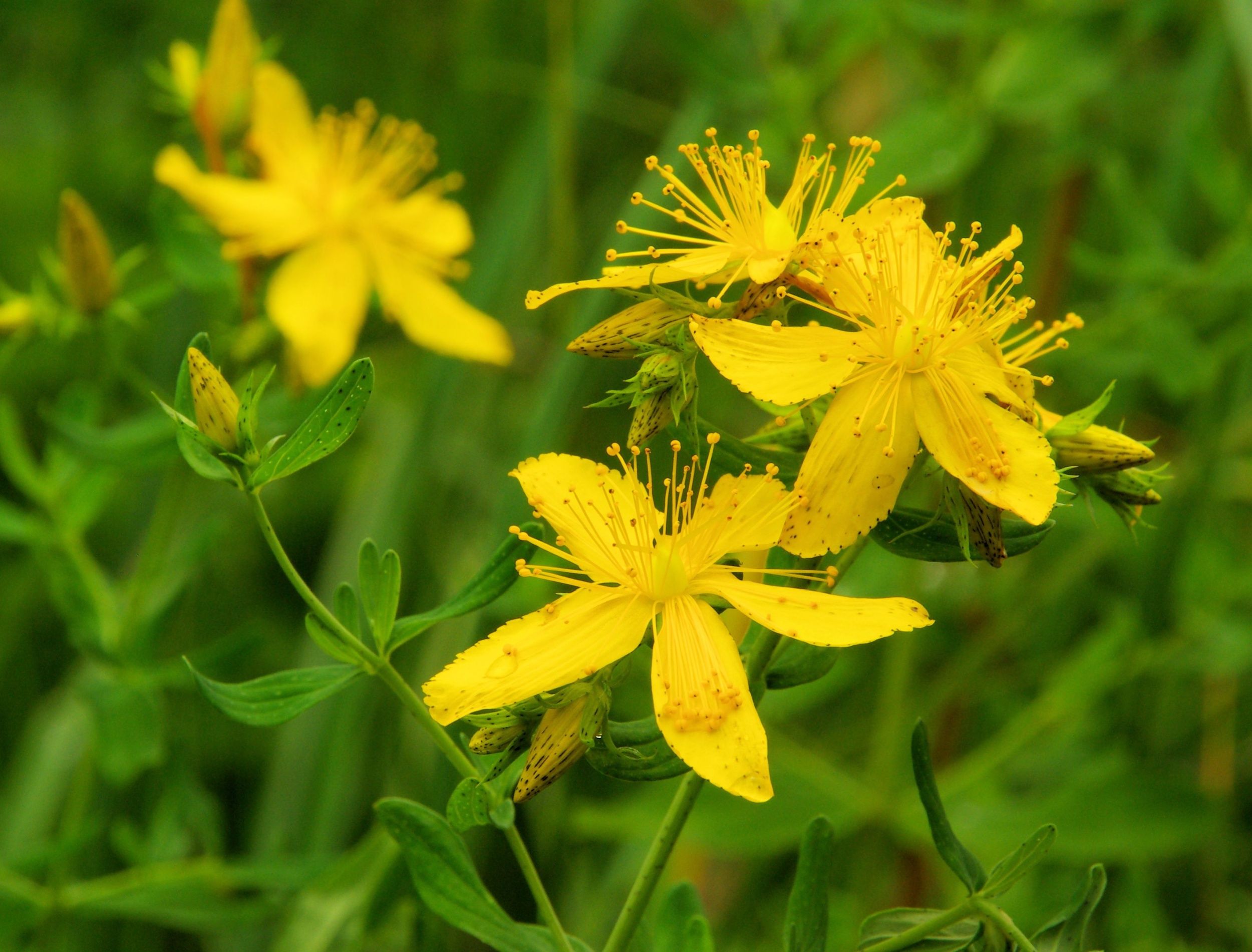 plants-named-after-famous-people